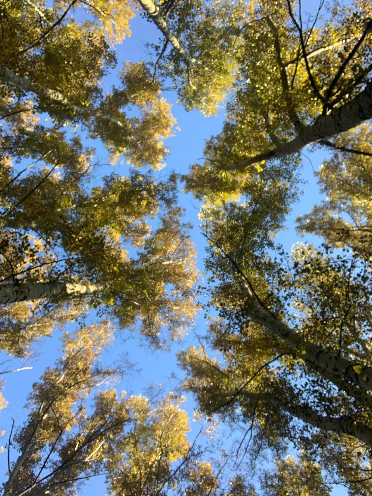 This is a photograph taken from a low angle, looking up through the canopy of deciduous trees. The leaves are in various shades of yellow and green, suggesting it is autumn. The sky is a clear, bright blue. The trees are tall and appear to be in a forest or park. There are no people, animals, or buildings visible in the image. The scene is tranquil and depicts a natural environment. It is not possible to determine the specific location within Prokopyevsk, Russia based solely on this image.