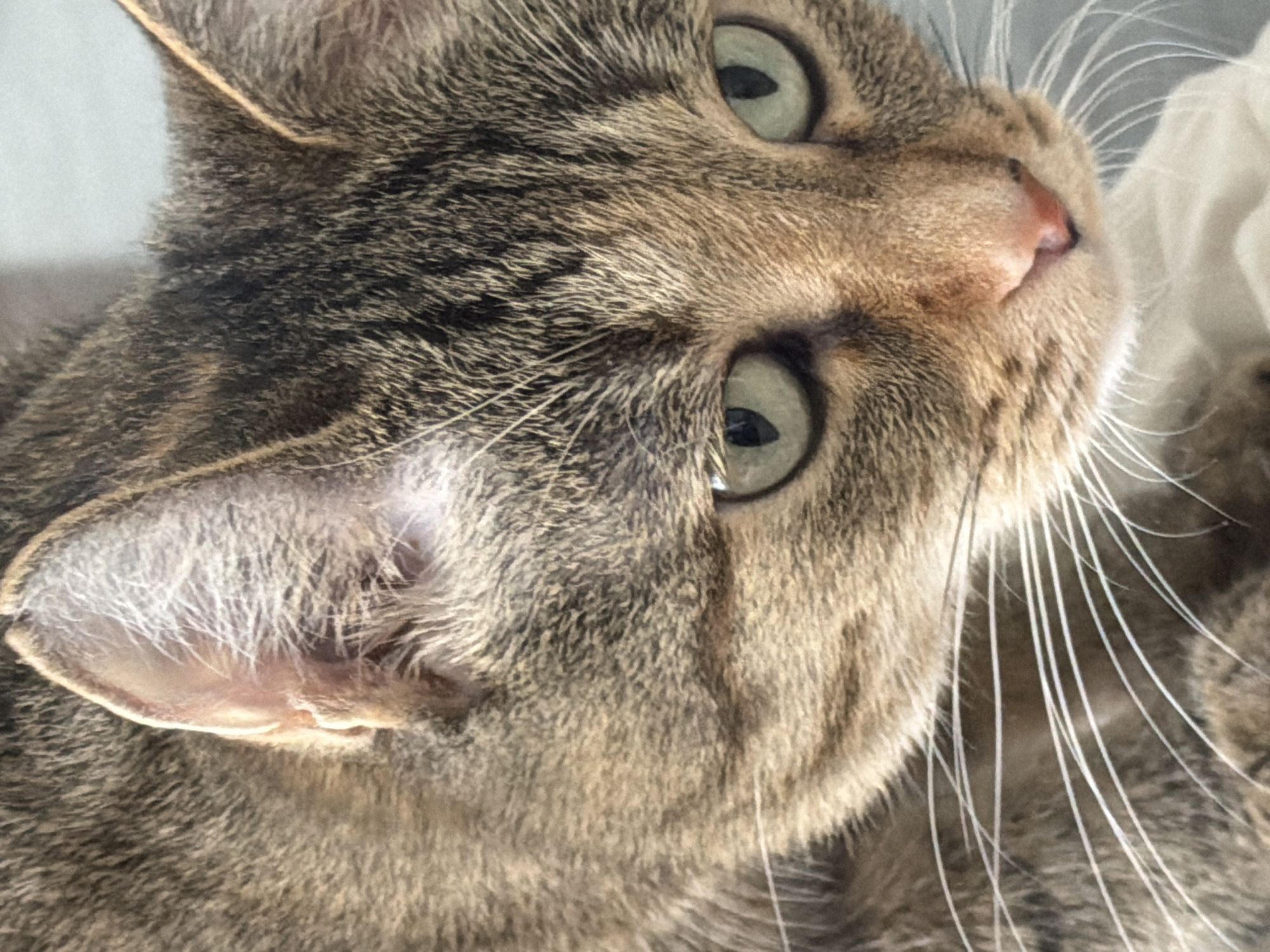 A close-up, eye-level, medium shot captures the face of a tabby cat with green eyes and white whiskers. The cat is looking slightly to the left. The background is blurred and appears to be a light-colored surface, possibly a blanket or bedding. The cat's fur is a mix of brown and black stripes. The lighting is soft, highlighting the texture of the fur and the cat's features. There are no people or other animals visible in the image. The scene is indoors, with no discernible urban elements.