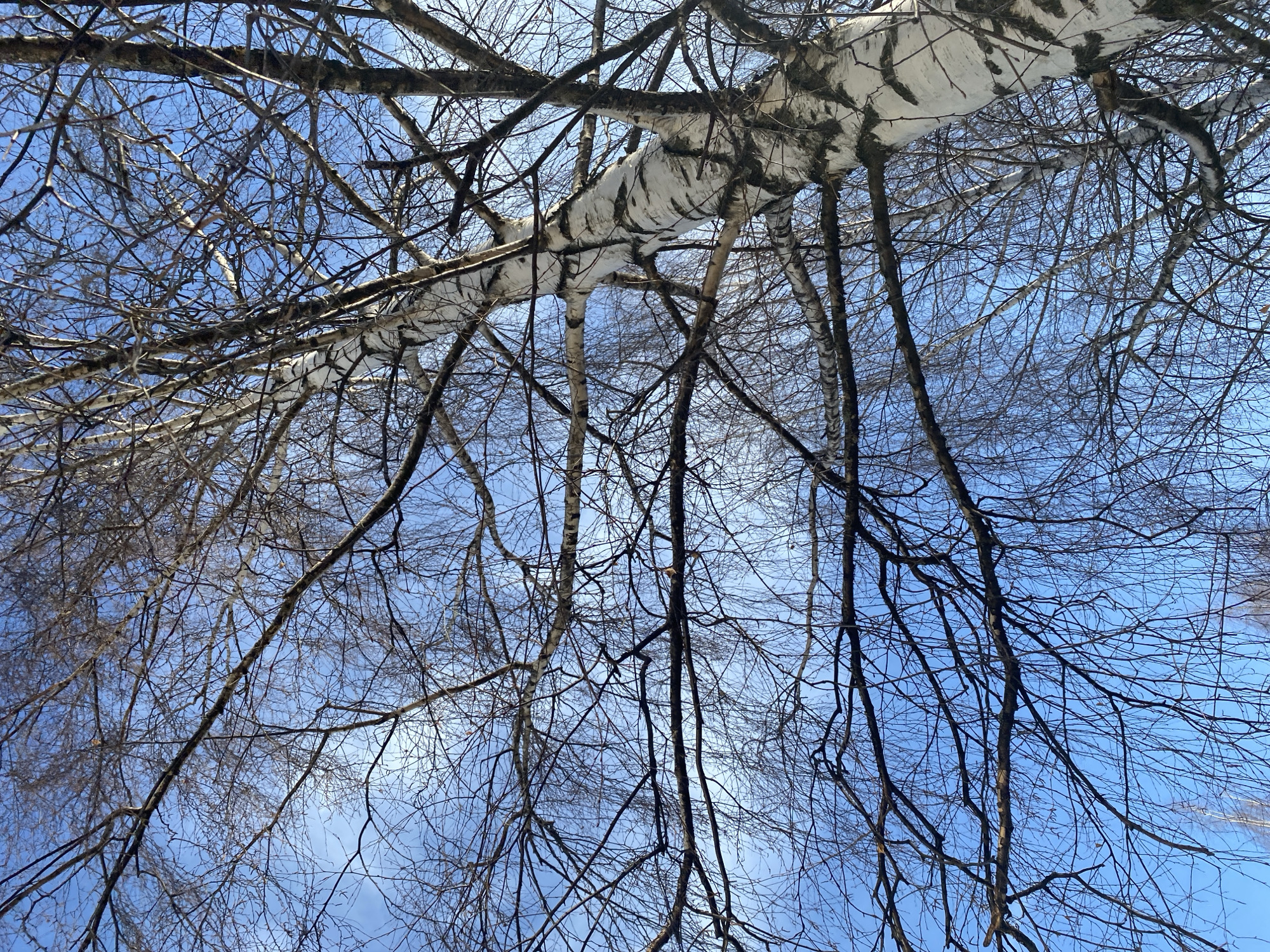 The image shows a view looking up into the bare branches of a birch tree against a blue sky. The distinctive white bark of the birch is visible. The location is likely in Chaikovsky, Russia, based on the prompt's instructions. No people are visible.