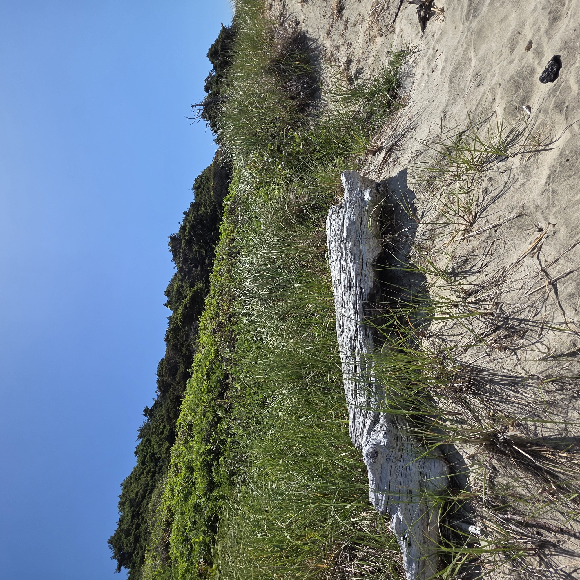 The image depicts a beach scene in Cannon Beach, Oregon, United States of America. In the foreground, a weathered, grey piece of driftwood lies on the sandy beach, partially obscured by tall, green grass. The sand is textured and shows evidence of wind patterns. Behind the driftwood, the grass grows thicker and taller, leading up a slope covered in dense green vegetation and trees. The background is dominated by a clear, bright blue sky. The overall impression is a natural, coastal environment bathed in sunlight.