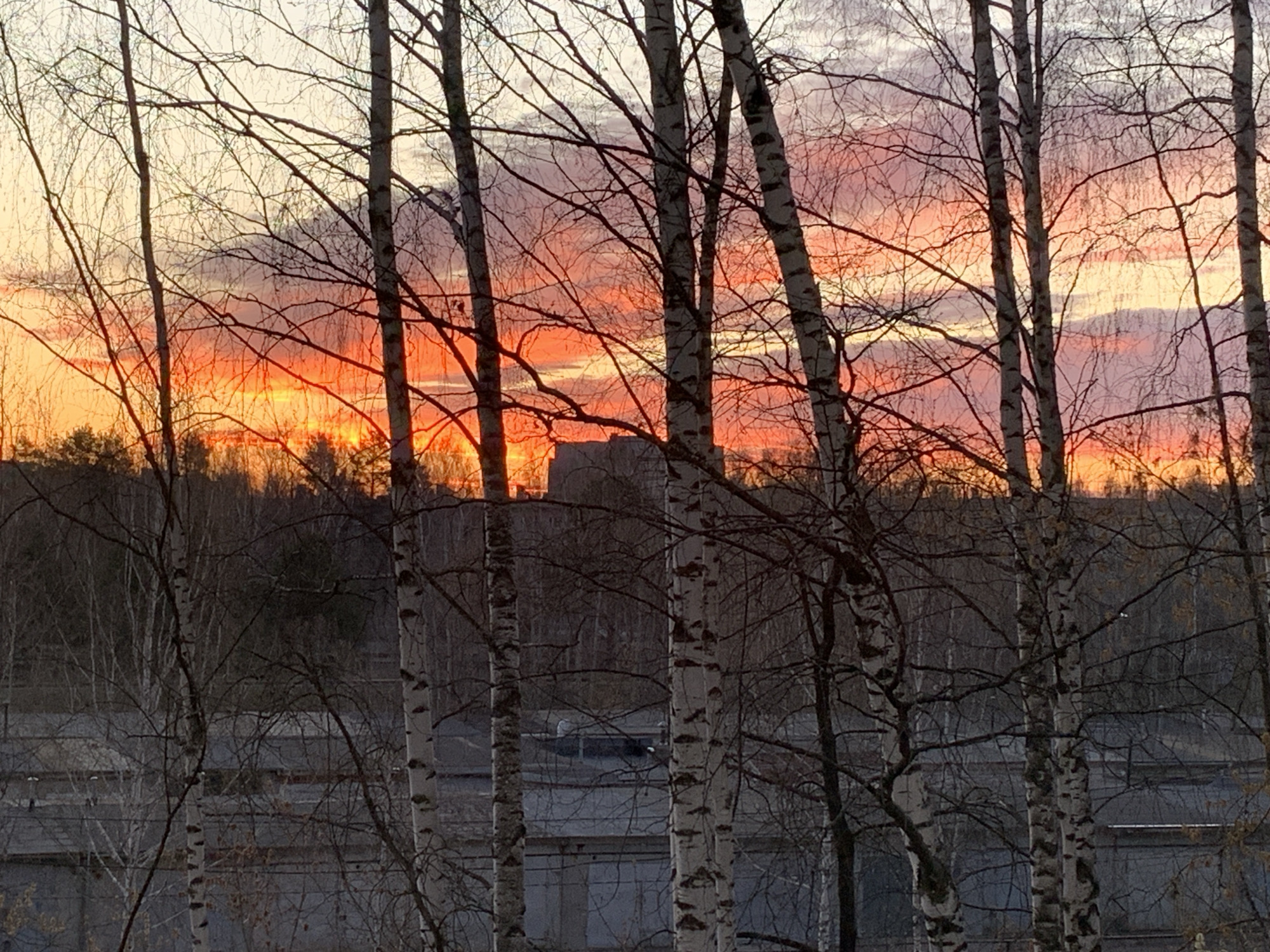 The image depicts a sunset in Chaikovsky, Russia. The sky displays vibrant orange and pink hues, contrasting with the silhouette of a building in the mid-ground. In the foreground are several birch trees with distinctive black and white bark, their bare branches reaching up towards the sky. The trees partially obscure a view of what appears to be a grey, industrial or commercial building with a flat roof or multiple segmented roofs. The lighting suggests it is either early morning or late evening. There are no visible people in the image.