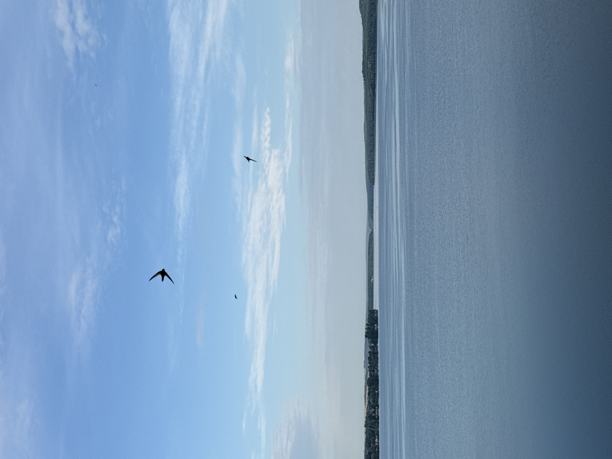 This media file depicts a serene landscape scene, likely captured from a low angle looking upwards. The image is oriented vertically, with the sky occupying the left two-thirds and a large body of water on the right.
In the sky, there are wispy white clouds scattered against a clear blue background, suggesting fair weather. Two birds are in flight, silhouetted against the sky. One bird is larger and more prominent in the lower left quadrant, with its wings spread in mid-flight. A smaller bird is visible further up and to the right, also in flight.
The right side of the image is dominated by a calm body of water, possibly a lake or a wide river, reflecting the light of the sky. Along the far edge of the water, a distant shoreline is visible, lined with trees and hints of buildings, suggesting human settlement along the coast. The water appears still, with subtle ripples or texture indicating its surface.
The overall mood is peaceful and tranquil. The lighting suggests it might be daytime, perhaps late afternoon or early morning due to the soft quality of light. The location cues, along with the mention of Votkinsk, Russia, suggest this could be a scene from that region, possibly overlooking the Votkinsk Reservoir. There is no visible text in the image.