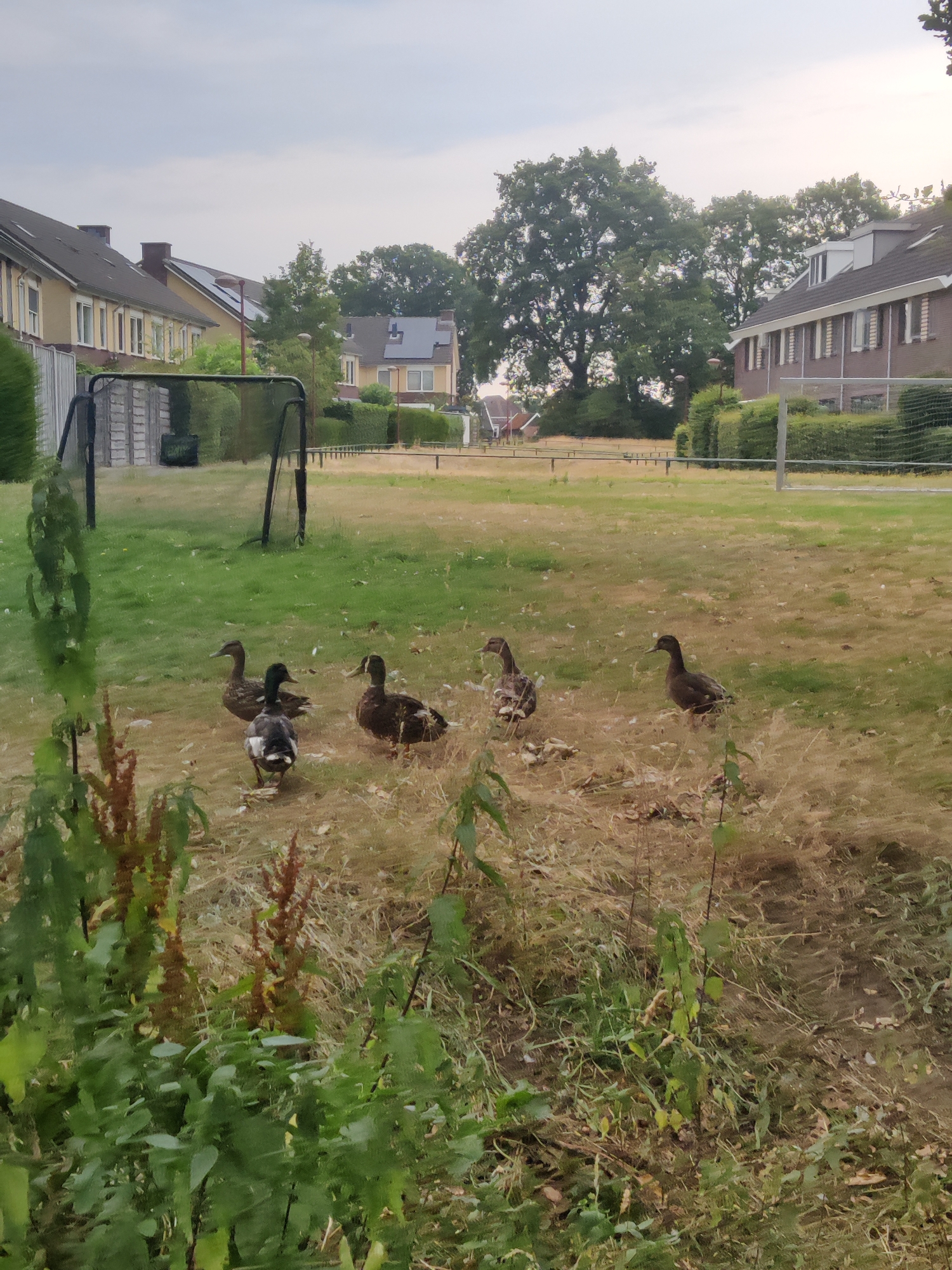 A group of five ducks are on a grassy field with scattered dry grass. In the background, there is a soccer goal with a black frame and net. Beyond the field, there are houses with pitched roofs and trees. The sky is overcast. The scene appears to be in the city of Winterswijk, Netherlands.