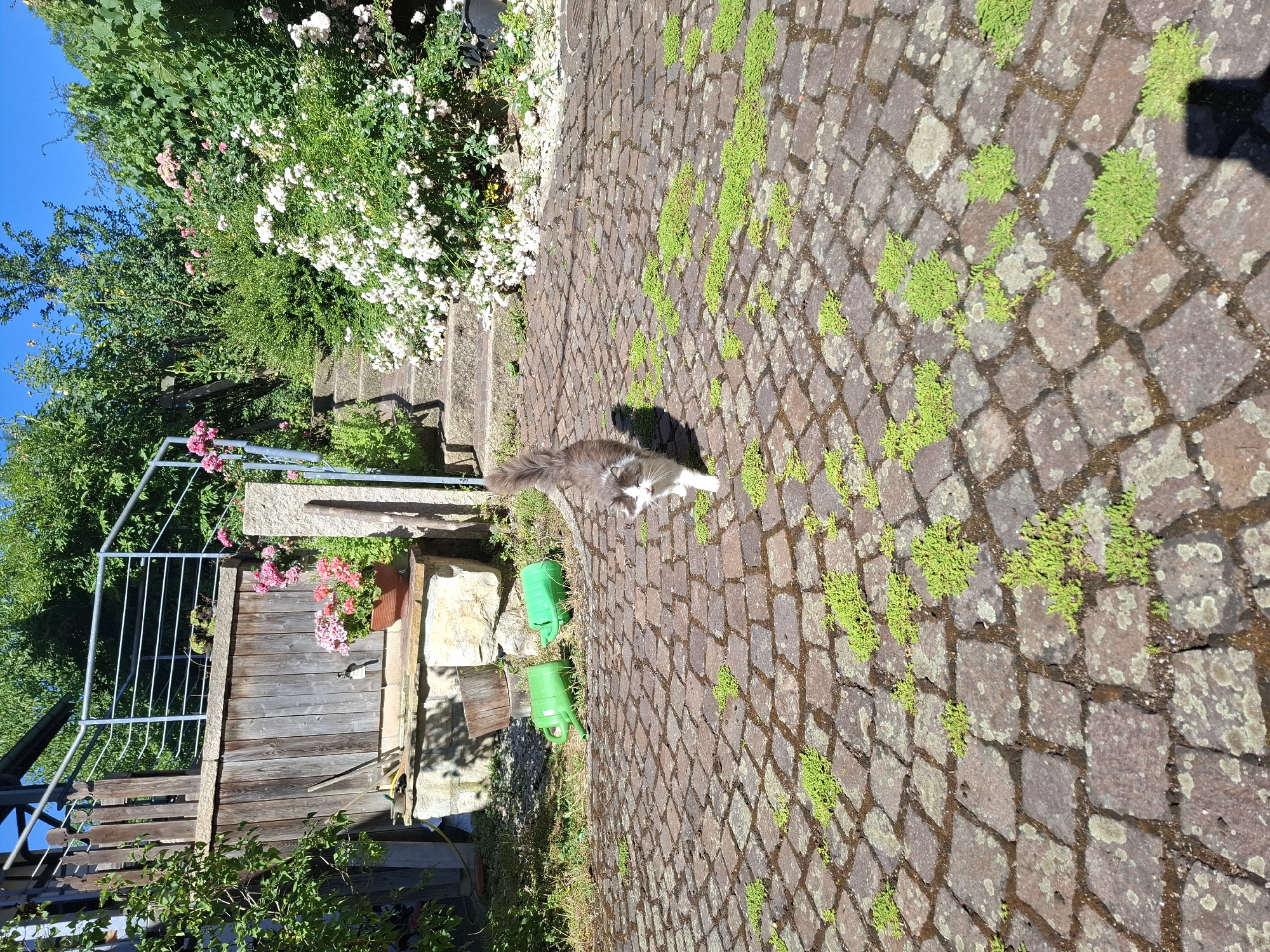 A small, fluffy, grey and white cat is walking on a cobblestone patio in Klettgau, Germany. The cat is in the foreground, facing towards the camera, with its tail raised. The patio is made of dark red and grey cobblestones, with patches of green vegetation growing in between them. In the background, there is a wooden fence, a stone structure with a potted plant, and stairs leading up to a lush green garden with pink and white roses. Two green watering cans are visible on the left side of the patio. The sun is shining, casting shadows on the ground.