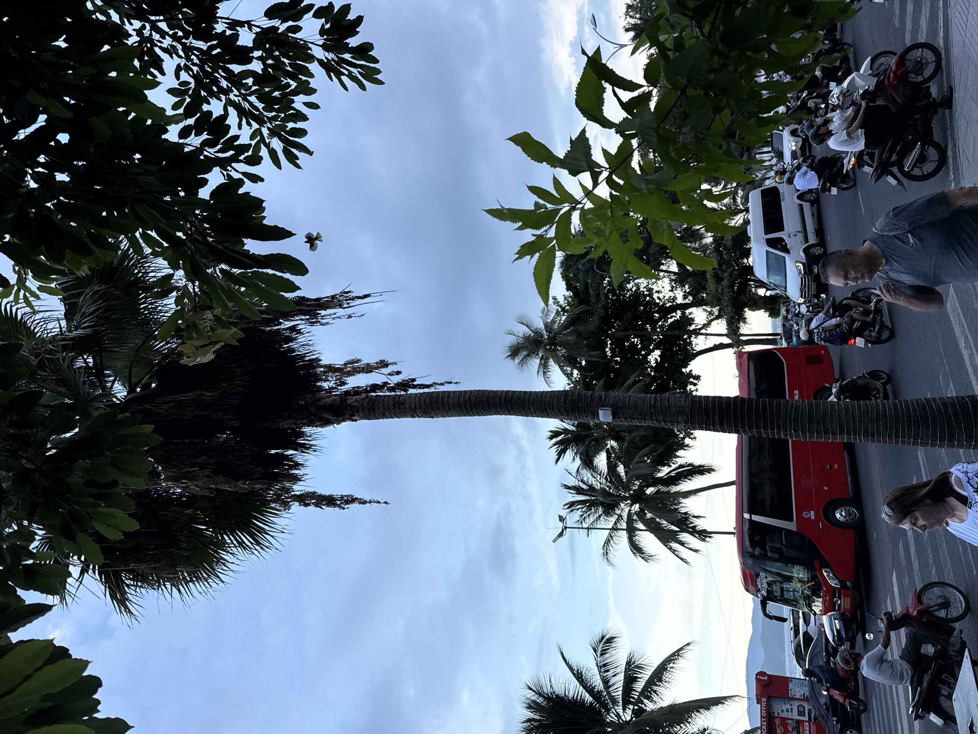 This image depicts a street scene in Nha Trang Ward, Vietnam. The perspective is from ground level, looking upwards and outwards, with lush green foliage and palm trees framing the sky and the street activity. The sky is overcast, suggesting either early morning or late afternoon, with soft, diffused light.
The main subjects are a red tour bus and numerous parked motorcycles, indicative of a busy tourist area or a popular transport hub. People are visible in the image, some riding motorcycles, others standing near them or walking. One individual is prominently featured in the foreground, looking down and away from the camera, with a neutral expression. Another woman is seen near the red bus, also with a neutral expression.
The scene is one of everyday life and movement. The presence of the tour bus and the density of motorcycles suggest a dynamic environment. The foliage, particularly the palm trees and broad-leafed plants, firmly places the location in a tropical or subtropical setting, consistent with Nha Trang.
Notable details include the texture of the palm tree trunks and the detailed leaves of the foreground plants. The red bus has some text on its side, though it is partially obscured and difficult to read precisely in the original image. A red kiosk with "TICKET OFFICE" printed in white letters is visible on the lower right. The overall mood is one of a lively, somewhat crowded urban environment set against a backdrop of tropical nature.
