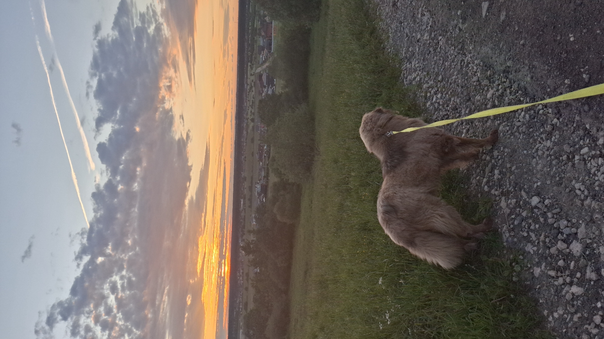 A fluffy, brown dog on a yellow leash stands on a gravel path beside a grassy hill. The dog is facing away from the camera, looking towards a sunset over a rural landscape. The sky is filled with dramatic clouds, tinged with orange and yellow from the setting sun. In the distance, houses and trees dot the horizon. The scene appears to be in Kempelevo, Russia, suggesting a peaceful evening in the countryside.