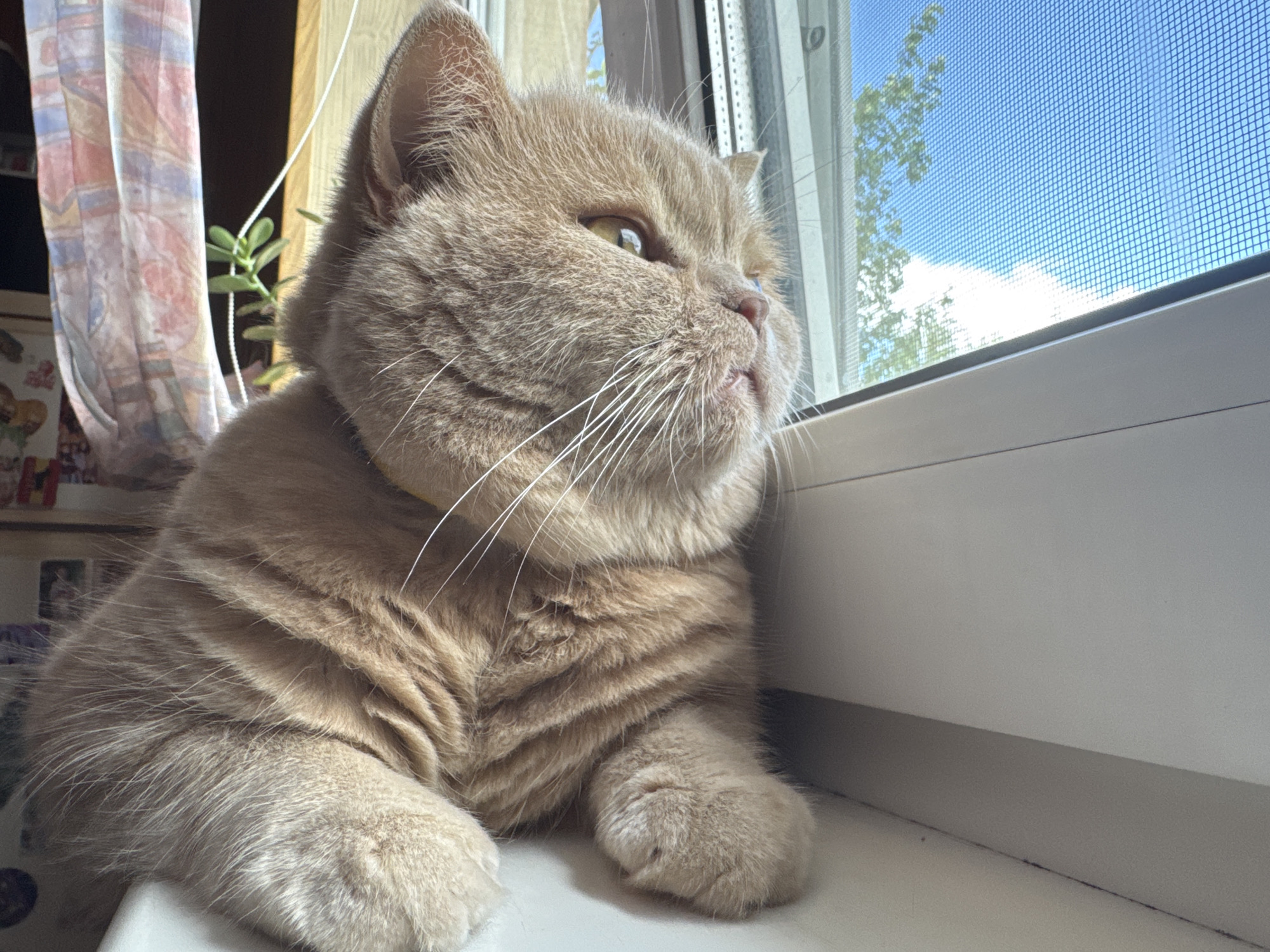 A light orange tabby cat with green eyes is lying on a white windowsill, looking out of a window. The cat is mostly in focus, with its paws resting on the windowsill. The window is open and has a screen. Outside the window, the sky is blue with some white clouds and green trees. In the background, there are some curtains and a potted plant. The scene appears to be indoors, with natural light coming from the window. There is no indication of the specific city or location.