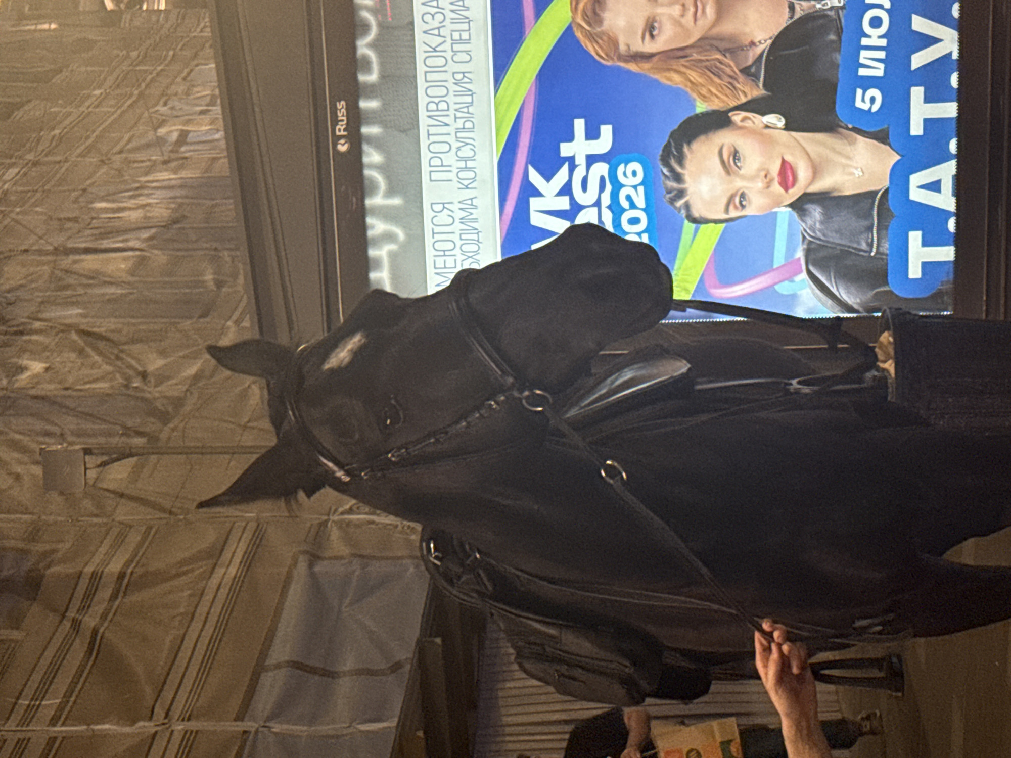 A black horse, equipped with a bridle and saddle, stands in what appears to be an indoor or covered venue. Its head and upper body are prominently featured, with a white marking visible on its forehead. A person's hand is partially visible at the bottom of the frame, holding onto the horse's tack or reins, suggesting the horse is being handled or prepared.
In the background, a large digital screen or billboard displays a vibrant advertisement. The screen features two women; one with reddish-brown hair and the other with dark, braided hair. Both women are depicted wearing black leather jackets and looking towards the viewer. The screen background is a bright blue with colorful, abstract curved lines in green, purple, and pink.
Visible text on the screen includes:
- The "Russ" logo on the side frame.
- Russian text that translates to "there are contraindications" (ИМЕЮТСЯ ПРОТИВОПОКАЗАНИЯ) and "specialist consultation is necessary" (НЕОБХОДИМА КОНСУЛЬТАЦИЯ СПЕЦИАЛИСТА), typical disclaimers.
- "VK Fest 2026," indicating a future event.
- "5 ИЮЛ" (5 July), suggesting a date.
- "T.A.T.U.," likely referring to the famous Russian musical group.
The background behind the horse and screen consists of a structure covered in a beige or brownish tarp-like material. The setting appears to be an event space, possibly an exhibition hall or arena in Saint Petersburg, Russia. The lighting suggests an artificial indoor environment. The horse appears calm and well-groomed.
