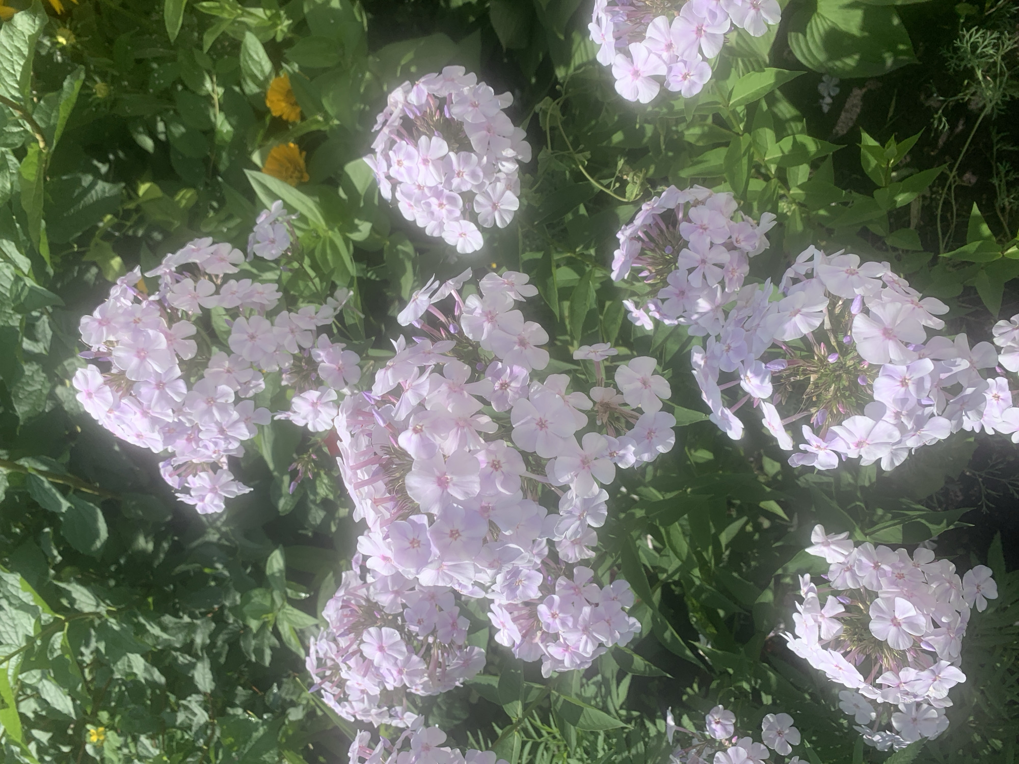 The image shows a cluster of pale pink phlox flowers in a garden setting. The flowers are in full bloom and form dense panicles. They are surrounded by lush green foliage, with some darker green leaves in the background and brighter green leaves closer to the flowers. In the upper right portion of the image, two small yellow flowers are visible amongst the greenery. The overall impression is of a vibrant, sunlit garden. The scene is outdoors, likely in a residential or public garden.