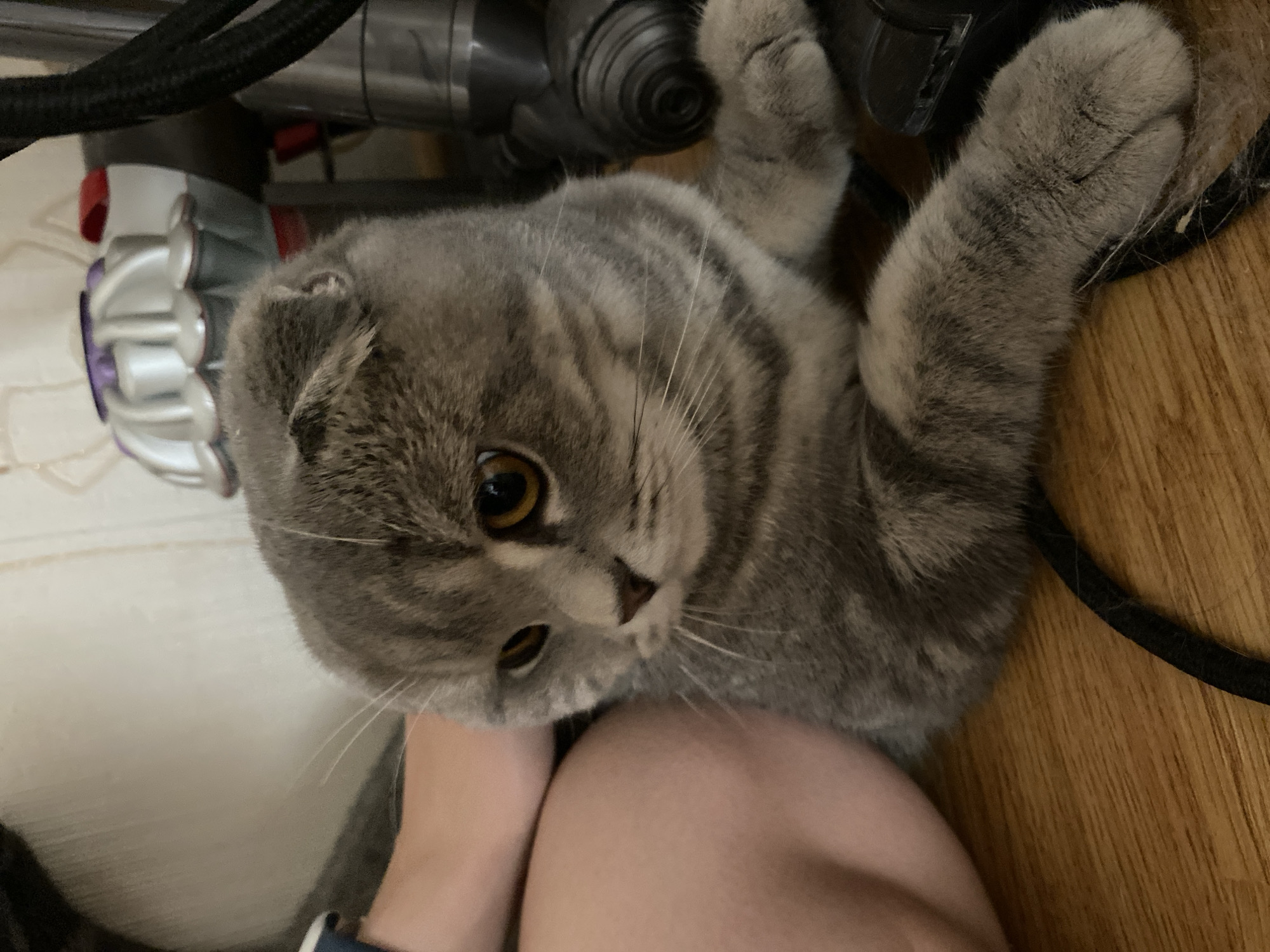 A grey tabby Scottish Fold cat with yellow eyes is lying on a wooden floor. The cat is positioned in the lower center of the frame, facing towards the left. To the left of the cat, a person's bare leg is visible. In the background, a vacuum cleaner, partially obscured, stands upright. The overall scene appears to be indoors, likely in a residential setting. There is no information to suggest the location is in Votkinsk, Russia.