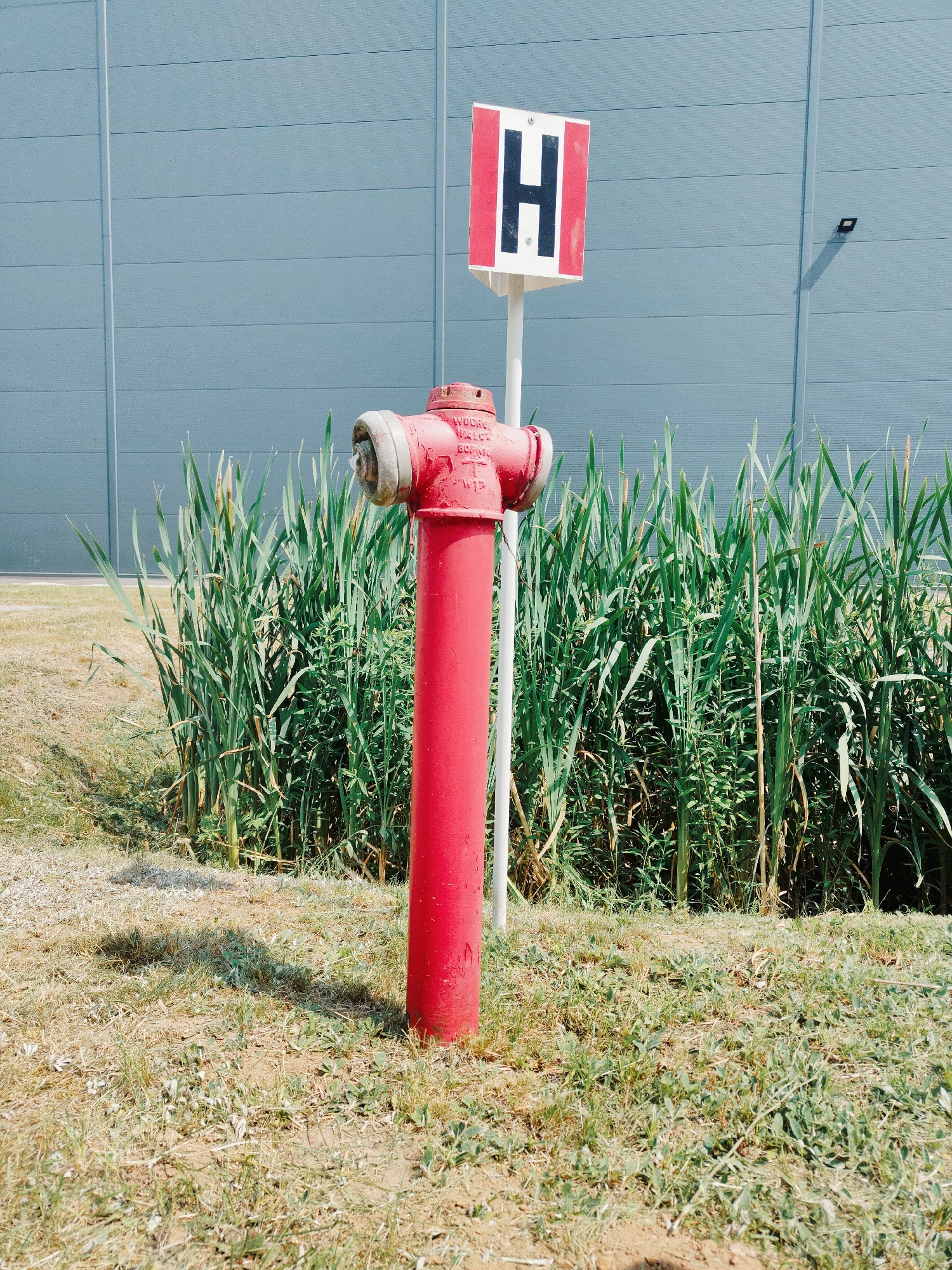 In Palmiry, Poland, a bright red fire hydrant stands in the foreground, positioned on a patch of dry grass. Behind the hydrant, a dense cluster of tall, green reeds grows, reaching upwards. Beyond the reeds, a light blue, corrugated metal building forms the backdrop. To the left of the hydrant, a white pole supports a sign with a black "H" in the center, outlined by red vertical bars on a white square. The scene is illuminated by natural daylight, casting shadows on the ground.