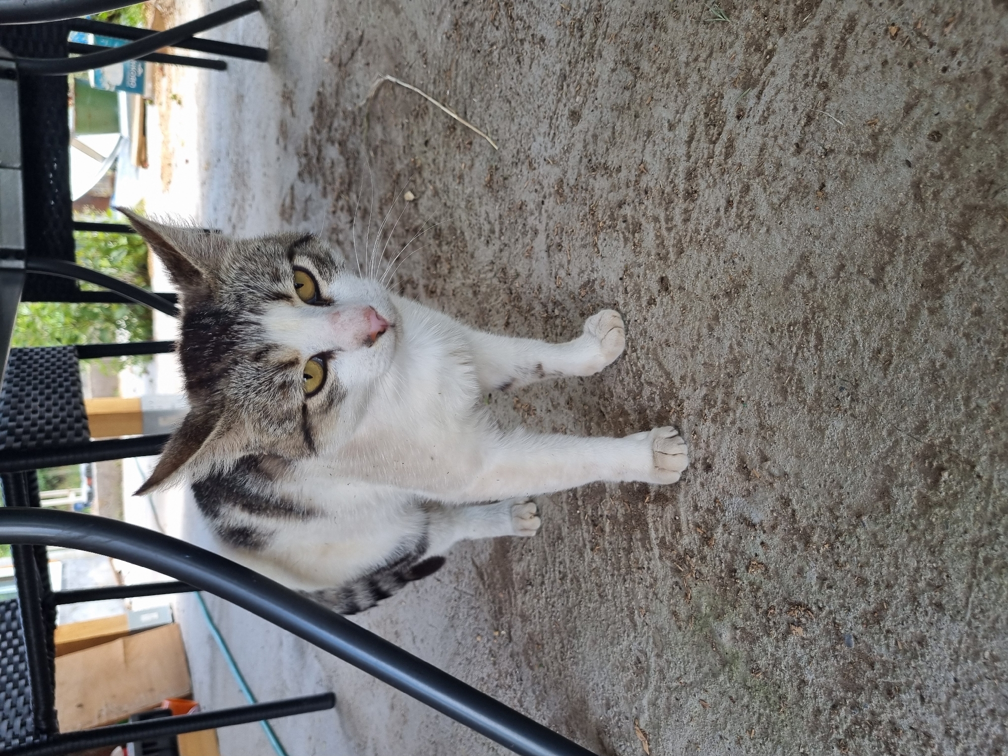 A tabby and white cat stands on a concrete surface, possibly an outdoor patio or under a shelter, as suggested by the presence of a black metal table leg and chair legs in the background. The cat is facing forward, with its head slightly tilted. Its fur is a mix of grey tabby markings and white. The cat's eyes are a striking yellow-green. The ground is a rough, grey concrete with some scattered debris, possibly leaves or twigs. The environment appears to be outdoors, with hints of greenery and structures in the background, consistent with a residential or outdoor seating area in Dabravka, Bulgaria.