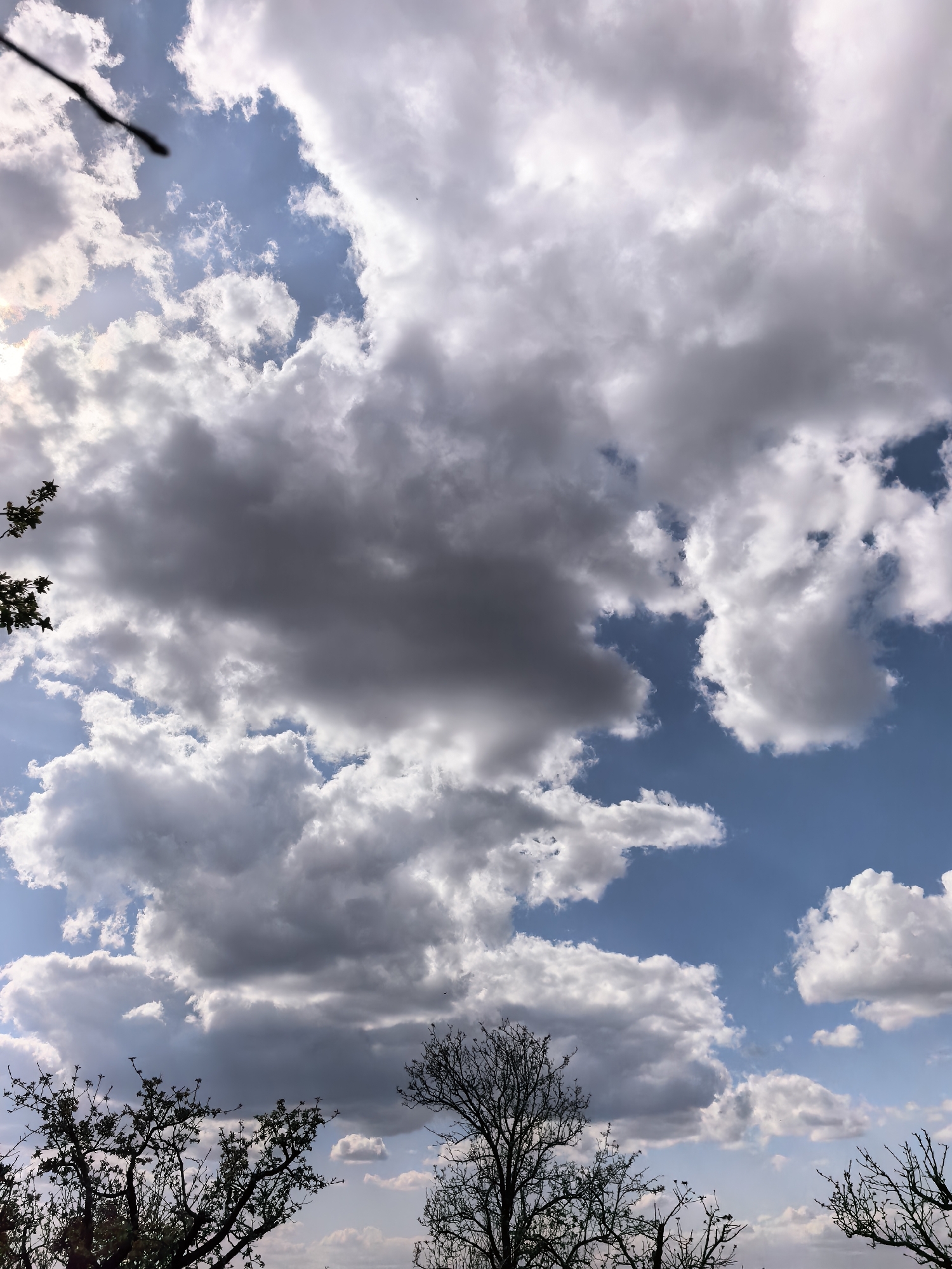 The image captures a sky scene dominated by a dynamic arrangement of clouds, viewed from a low angle, with tree branches visible along the bottom and left edges. The sky is a blend of clear blue patches and extensive cloud cover. Clouds vary significantly in appearance, from bright white and fluffy cumulus formations to darker, denser grey clouds that appear heavier and more shadowed.
The sun is partially obscured by a bright cloud on the left side, casting a strong glare and highlighting the edges of surrounding clouds. This suggests it is daytime, possibly morning or late afternoon, given the contrast and shadow play on the clouds.
Along the bottom of the frame, the dark, silhouetted branches of several trees are visible. Some branches appear bare, typical of late winter or early spring, while a tree on the left shows nascent green foliage. These trees are cropped at the bottom, indicating the viewer is looking upwards towards the sky through a canopy or from beneath them.
There are no people, explicit man-made objects, or discernable activities taking place. The scene focuses purely on the natural elements of the sky and trees. The overall impression is one of expansive natural beauty, with a sense of movement in the clouds and contrasting light conditions. No text is visible in the image.