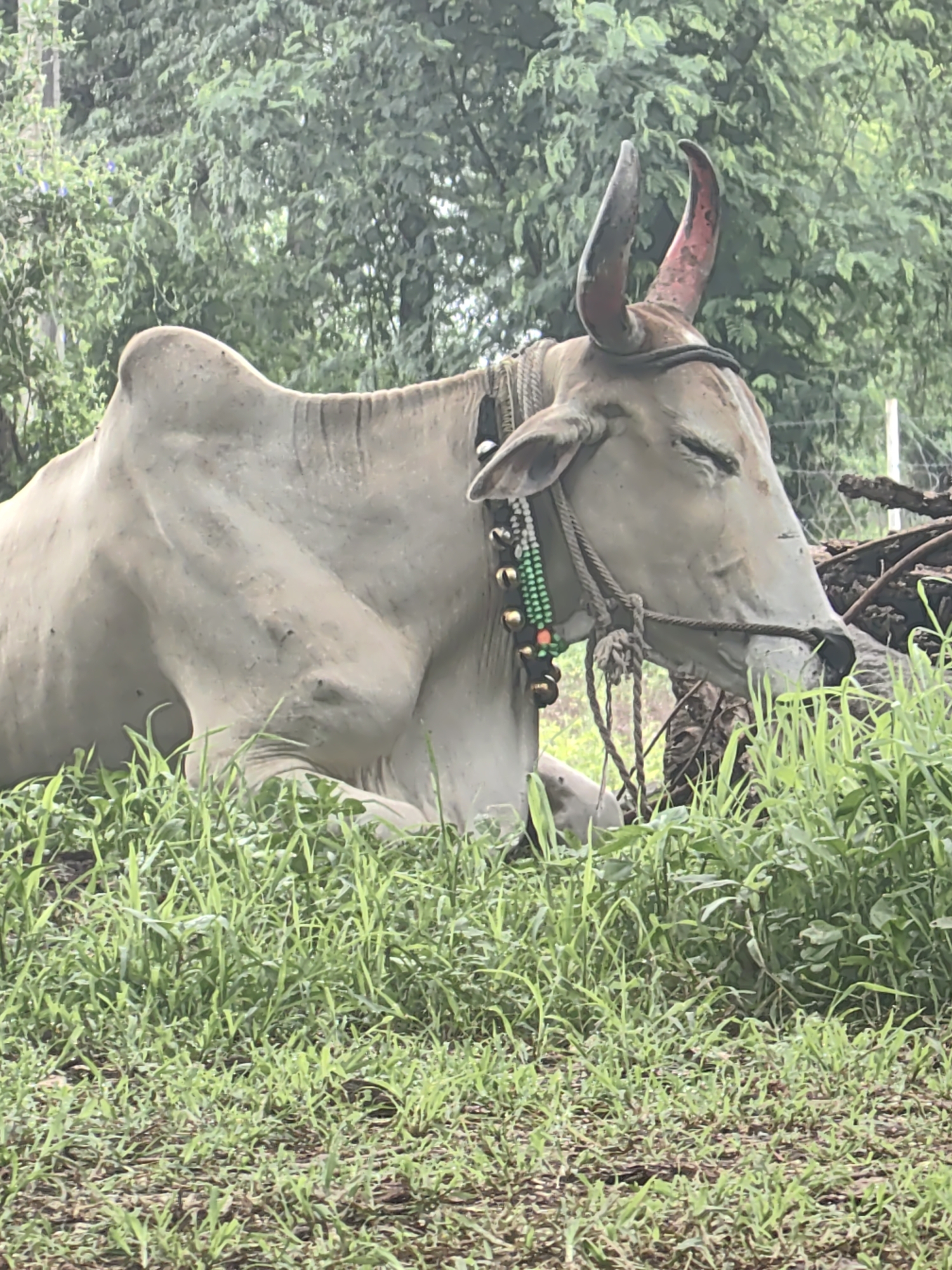 The image depicts a white cow resting in a grassy area, likely in Mhaiswadi, India. The cow is facing right, with its eyes closed and head slightly bowed. It wears a decorative collar with green and beaded elements, and its horns are tipped with red. Lush green grass surrounds the cow, with trees visible in the background. A fence and some fallen branches are also present in the distance. The scene appears tranquil and natural.