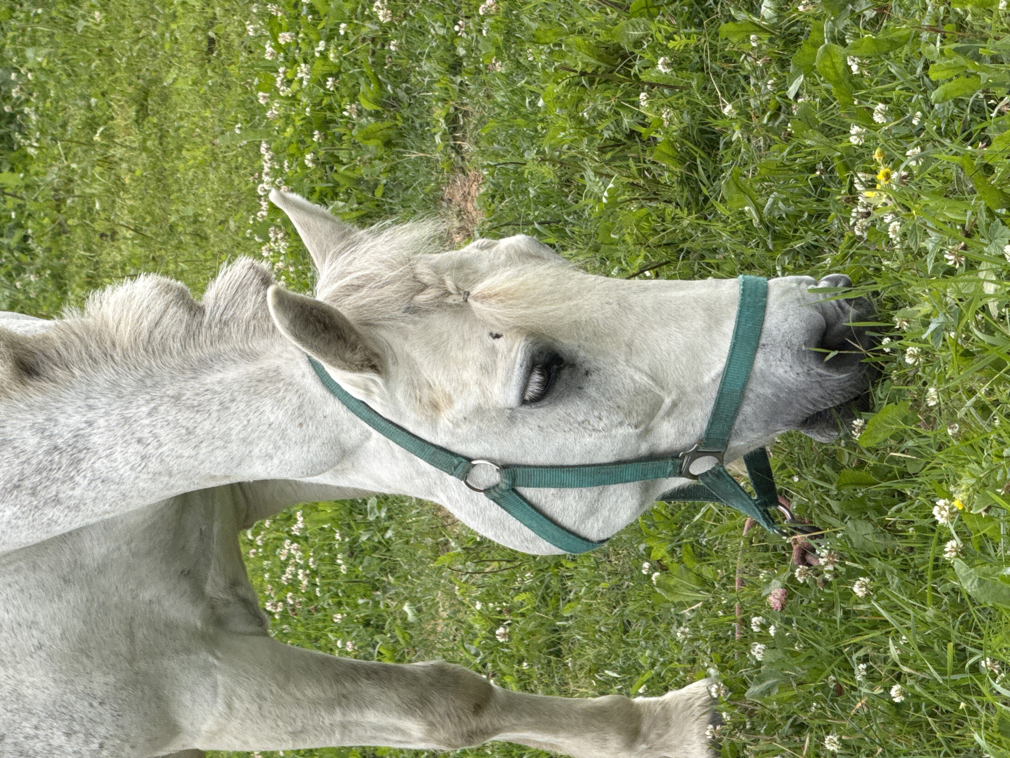 A close-up, eye-level shot depicts a dappled grey horse grazing in a grassy field, the horse's head and neck dominating the frame. The horse is wearing a green halter and is bent down, its muzzle nearly touching the ground as it eats. The field is lush with green grass, interspersed with numerous small white clover flowers and a few yellow wildflowers. The background is a soft blur of green, suggesting a shallow depth of field and further emphasizing the horse as the primary subject. There are no people or structures visible in the image. The scene is likely a rural or semi-rural setting, consistent with a farm or pasture.