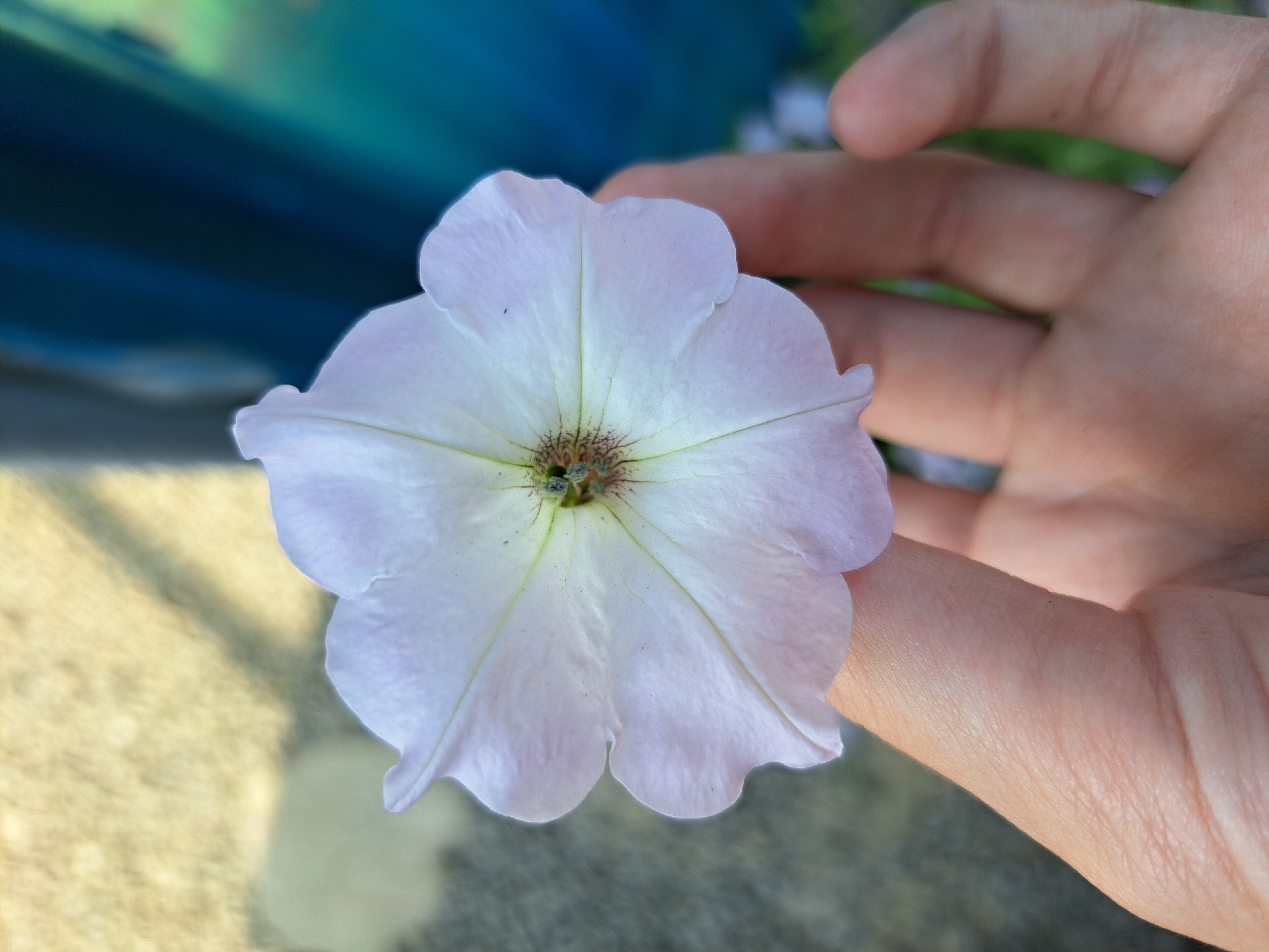 A person's hand holds a pale pink petunia flower, its petals slightly ruffled and delicate. The flower's center is a darker shade of brown and green, with visible stamens. The background is blurred, showing a light-colored, textured surface to the left and a dark blue or teal object to the right, possibly a wall or fabric. The lighting suggests it is daytime, with a soft glow illuminating the flower. There are no identifiable landmarks indicating the specific location in Vypasne, Ukraine.