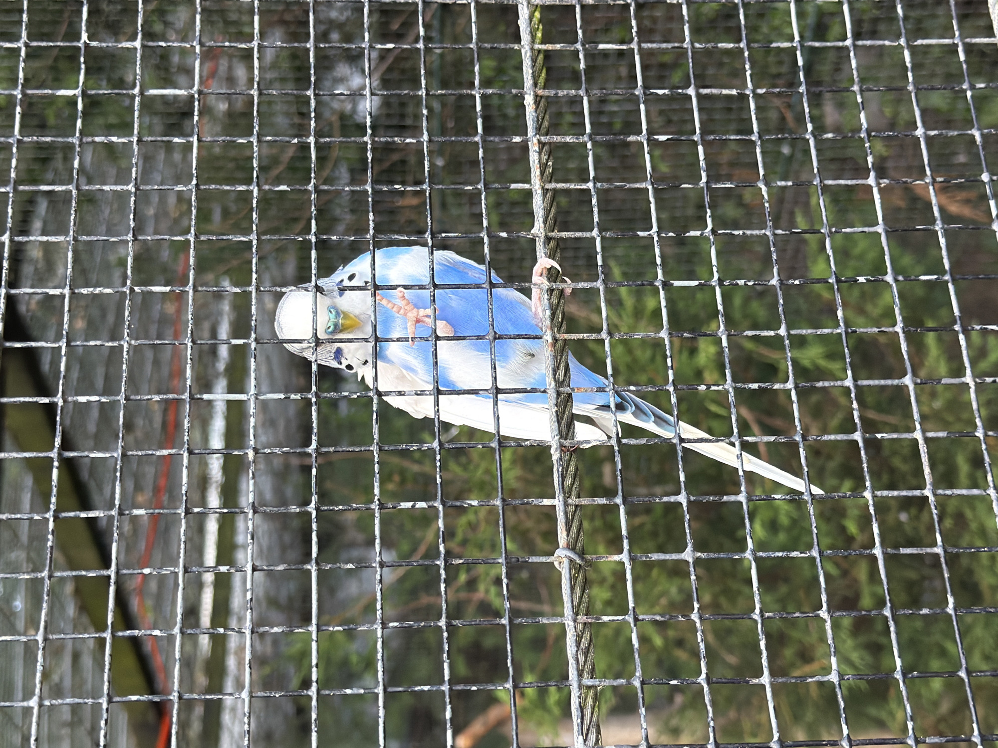 A blue and white budgerigar is perched on a wire inside a wire cage. The bird's head is tilted slightly, and its beady eyes are visible. The bird's left foot is raised, and its claws are clearly visible. The background of the image is out of focus, but appears to be a natural environment with trees and foliage. The cage is made of thick wire mesh and is supported by metal posts. The image is taken from a slight angle, looking into the cage. The scene is forensic in nature, with the bird appearing to be in captivity. The location is not specified in the image but is noted as being in Helmond, Netherlands.