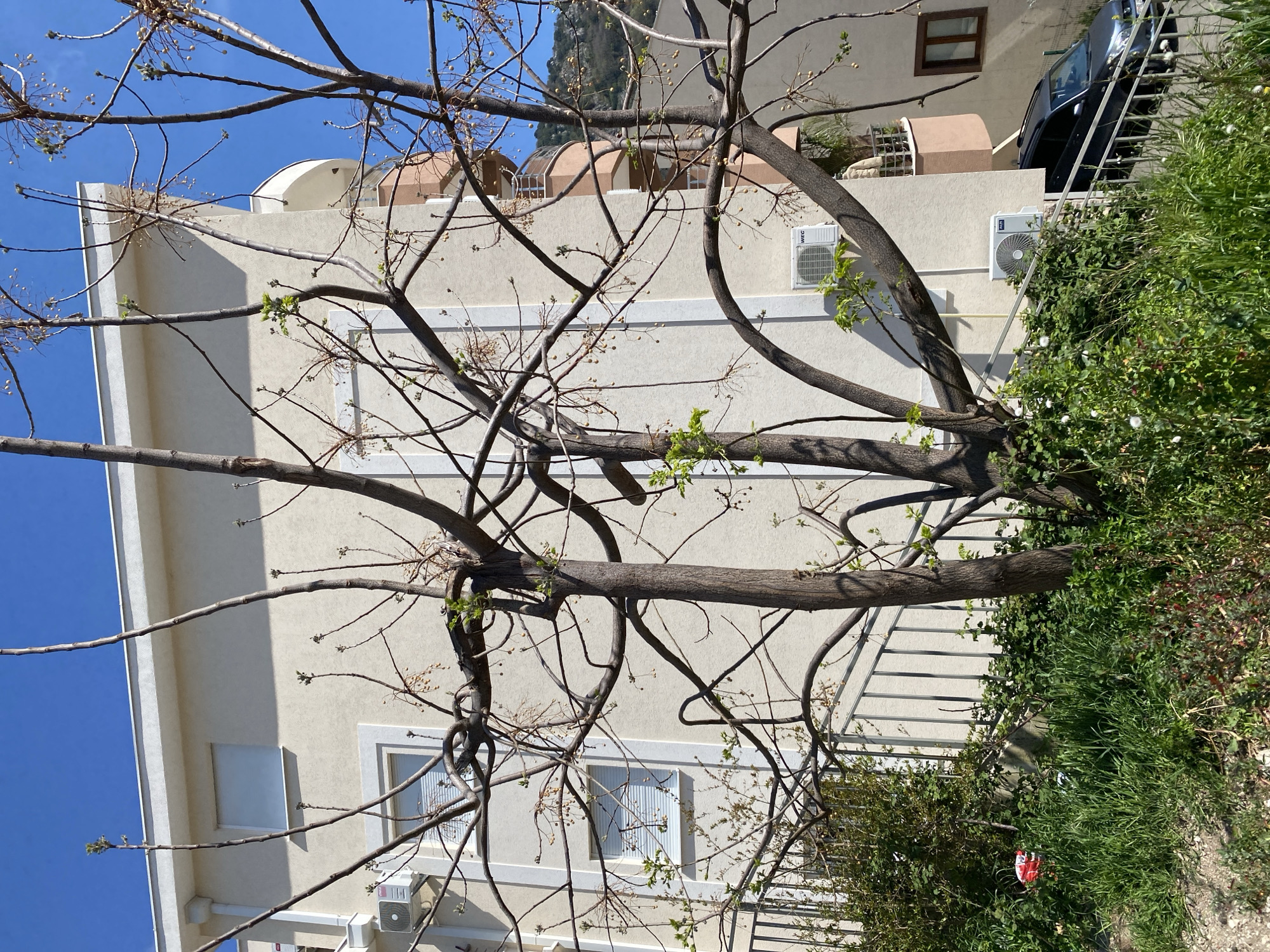 The image captures a residential scene in Budva, Montenegro, featuring a light beige two-story building with white-framed windows and air conditioning units. A deciduous tree with bare branches partially obscures the building. Lush green vegetation flanks the building's right side, bordering a metal fence. A black car is parked next to the building. The sky is clear and blue. The image is rotated 90 degrees counter-clockwise.