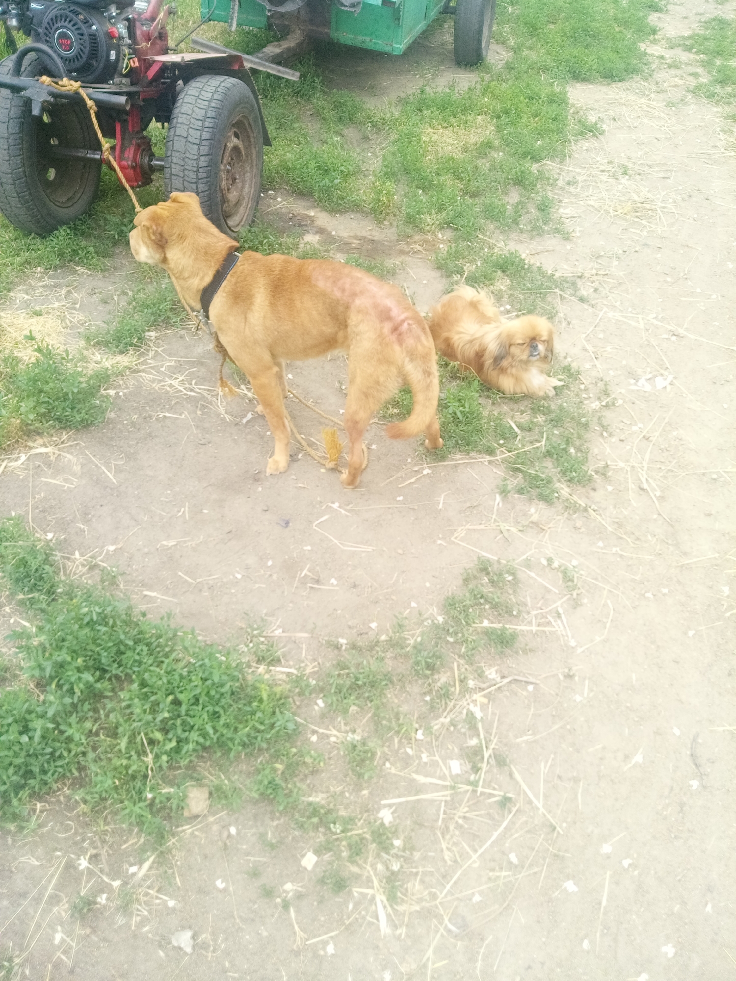 The image depicts an outdoor, rural or semi-rural scene, identified by the user as Zelenyi Hai, Ukraine, though no specific geographical markers are present within the visual content to confirm this location.
In the foreground and mid-ground, a dirt surface with sparse patches of green low-growing vegetation (weeds/grass) and scattered dry plant debris (straw/hay) is visible.
Two dogs are present. On the left side of the mid-ground, a medium-sized, short-haired dog, light brown/ginger in color, stands facing towards the left. This dog wears a black collar or harness, to which a thick, light-colored rope is attached. The rope extends forward and is tied to the frame of a piece of farm machinery. A prominent patch of lighter fur or skin irritation is visible on the dog's upper back.
The machinery, positioned in the upper left quadrant, appears to be a two-wheeled walk-behind tractor or tiller. It features a black engine with "170F 7.0" clearly marked on its casing. The machine's frame is dark red/maroon, and it has two robust, dark-colored tires with visible tread patterns. Behind this machinery, part of a green metal structure, likely a trailer or cart, is visible.
Further right and slightly behind the standing dog, a smaller, long-haired dog, light brown/tan in color (resembling a Pekingese breed), is lying on the dirt ground with its eyes appearing partially closed. It is oriented towards the left, facing in the general direction of the larger dog and machinery.
The scene is illuminated by natural daylight, suggesting an outdoor environment during daytime.