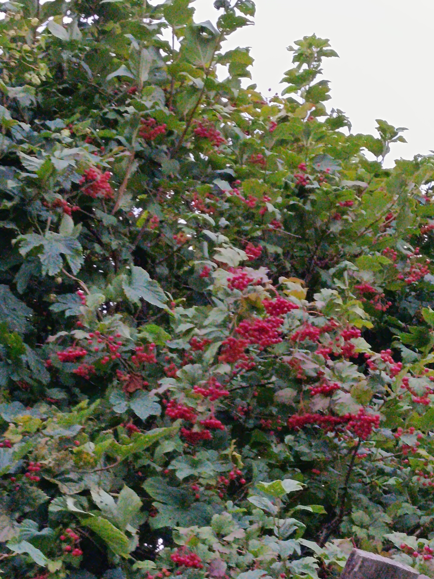 This is a close-up, eye-level shot of a dense shrub laden with clusters of small, bright red berries. The berries are round and clustered together on slender stems, with some individual berries scattered throughout. The shrub has numerous green leaves of varying sizes and shapes, some appearing somewhat weathered or autumnal. The overall impression is one of abundance and natural growth, with the red berries providing a vibrant contrast to the greenery. The background is a pale, overcast sky, indicating an outdoor setting, likely during the daytime. There is no indication of human presence or activity. The image appears to be a naturalistic capture of a fruiting bush, possibly in a garden or natural landscape within the city of Vereya, Russia.