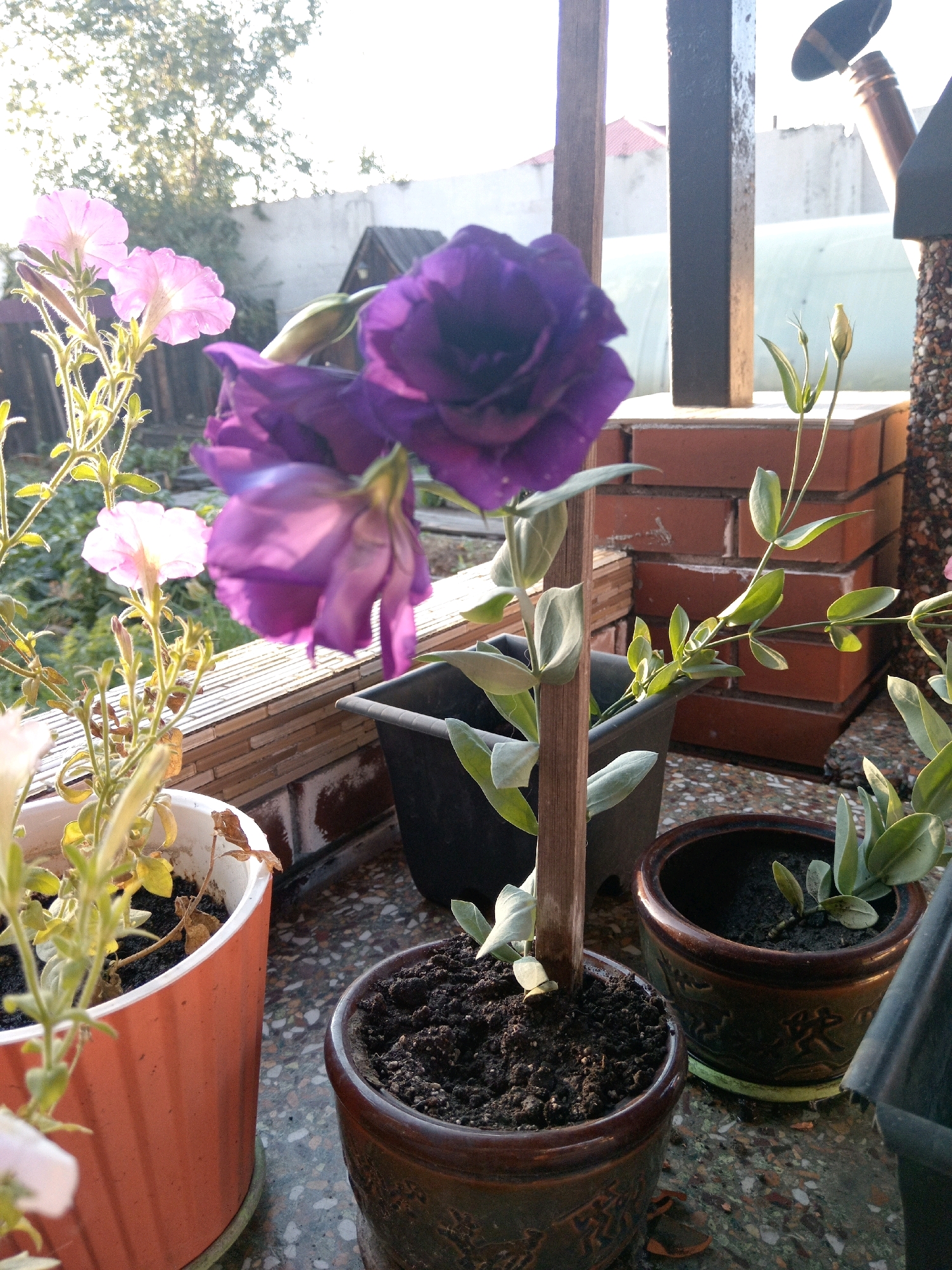 The image depicts a close-up view of several potted plants on a balcony or outdoor ledge. In the foreground, there are two pots of flowers, one orange and one dark brown with intricate patterns. The orange pot contains a plant with wilting yellow leaves and one partially visible pink flower. The dark brown pot has soil and a small plant with green leaves. Behind these, a large purple flower dominates the upper left of the frame, with another purple flower slightly out of focus to its left. To the right of the purple flowers, a vertical wooden post is visible, and further to the right, more potted plants with green foliage and flower buds are arranged. The background shows a brick wall, a fence, and some greenery, suggesting an outdoor setting. The lighting indicates it is daytime, with sunlight casting shadows. The location of Kyzyl, Russia, is not directly identifiable from the visual elements of the image.