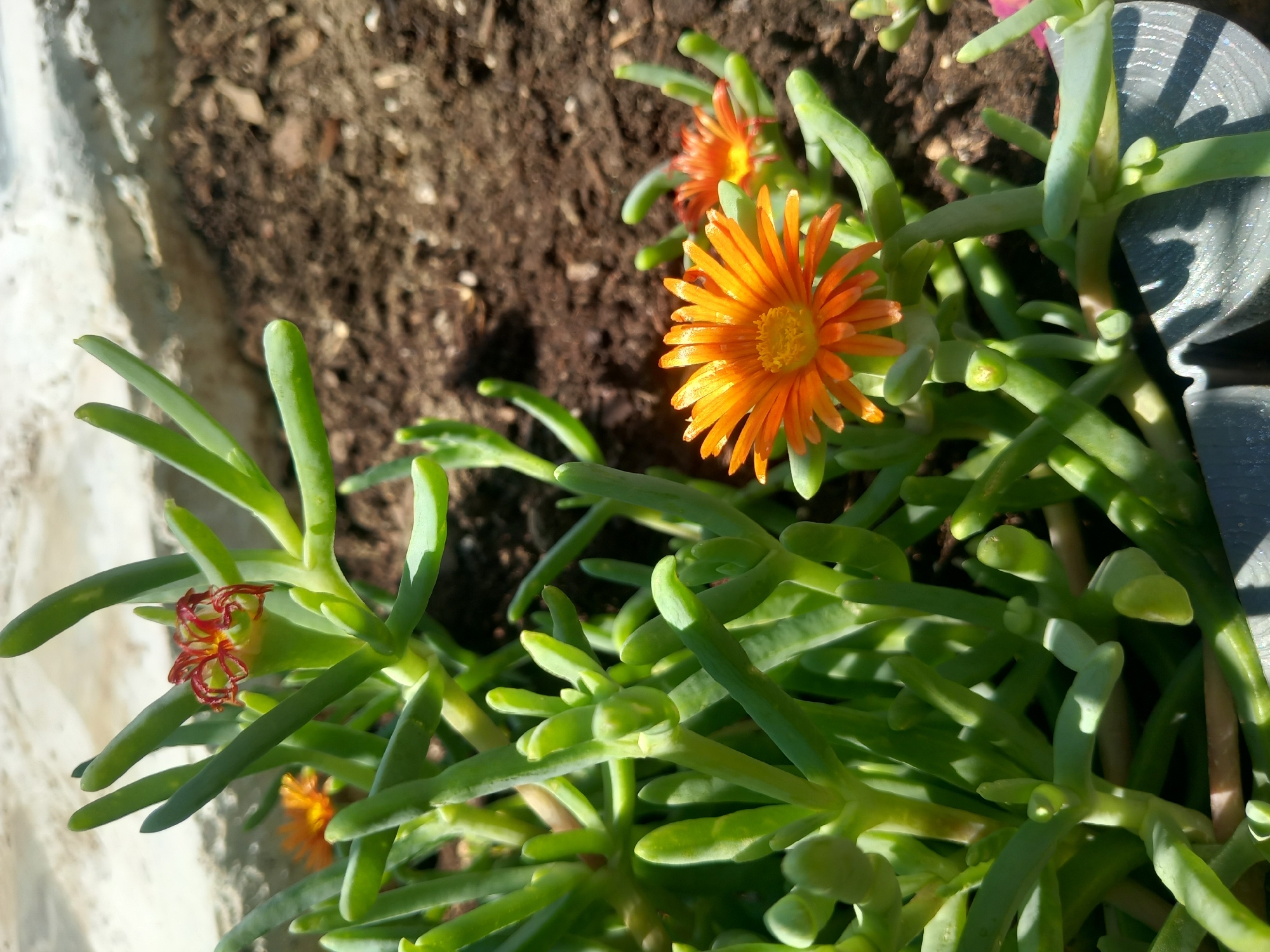 A close-up, eye-level, outdoor shot shows a succulent plant with green, fleshy leaves and bright orange flowers. The plant is in a gray pot, partially visible in the bottom right corner, filled with dark brown soil. Several orange flowers are in bloom, with one prominent flower in the foreground, its petals radiating outwards. Another smaller orange flower is visible behind it. A single flower bud, with red-orange tips, is also present higher up on the plant. The background consists of brown soil and a textured, light-colored surface, possibly a wall or raised planter edge. The lighting suggests a sunny day, with shadows cast by the plant onto the pot. The scene is located in Άγιος Νεκτάριος, Greece.