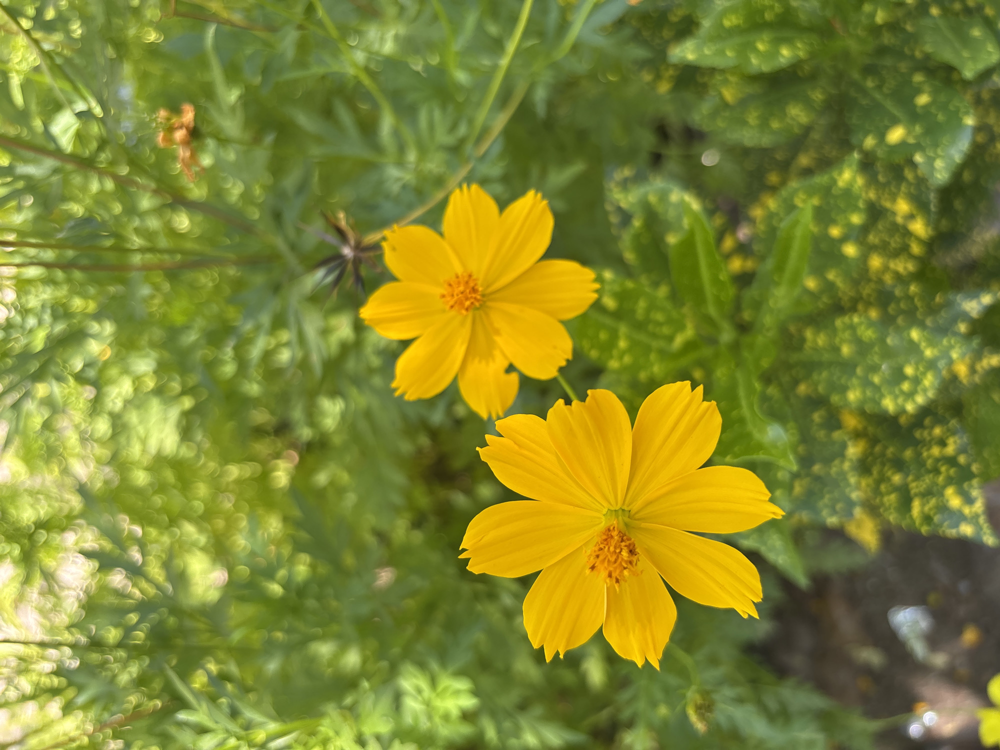 In Vĩnh Lương, Vietnam, two bright yellow cosmos flowers are in full bloom, their delicate petals unfurling against a backdrop of lush green foliage. The flowers are positioned in the foreground, with the left bloom slightly larger and closer to the viewer. The petals of both flowers are a vibrant yellow, radiating outwards from a central, textured orange core. The leaves behind the flowers are a deep green, some with a speckled yellow pattern, creating a soft, blurred effect that draws the eye to the vibrant blossoms. Sunlight filters through the leaves, creating a bokeh effect of shimmering circles of light throughout the scene, adding a sense of depth and natural beauty to this Vietnamese garden.