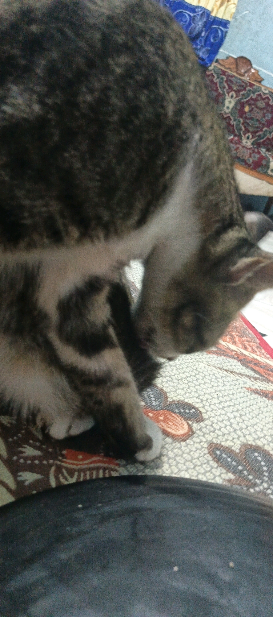 A tabby cat is captured in a close-up, indoor shot, resting on a patterned mat. The cat's fur exhibits a mix of dark brown and grey stripes, with a lighter patch on its belly. Its head is lowered, and its paws are tucked beneath it, suggesting a relaxed posture. The background is blurred, but glimpses of decorative fabrics, possibly curtains and a rug, can be discerned. The overall lighting suggests an ambient indoor setting. The specific location in the City of Pematang Siantar, Indonesia, cannot be determined from the image.