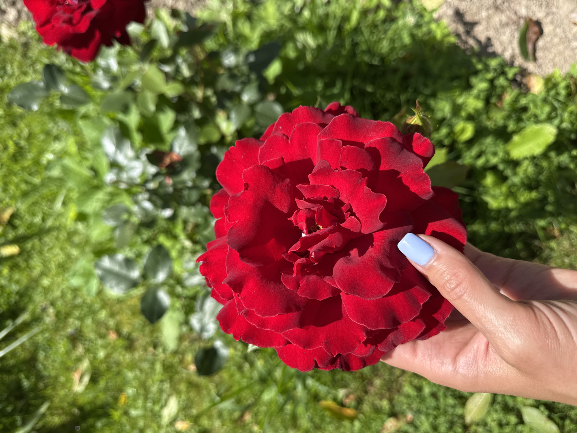 A close-up, high-angle shot captures a hand holding a vibrant red rose against a blurred background of green grass and foliage. The hand, belonging to a person whose identity is not discernible, has light skin and is adorned with a pale blue nail polish on the index finger. The rose, the primary subject, is fully bloomed, revealing intricate, velvety red petals. The setting appears to be an outdoor garden, possibly in a park or residential area, with soft sunlight illuminating the scene. The city of Mahilyow, Belarus, is not discernible from the provided image.