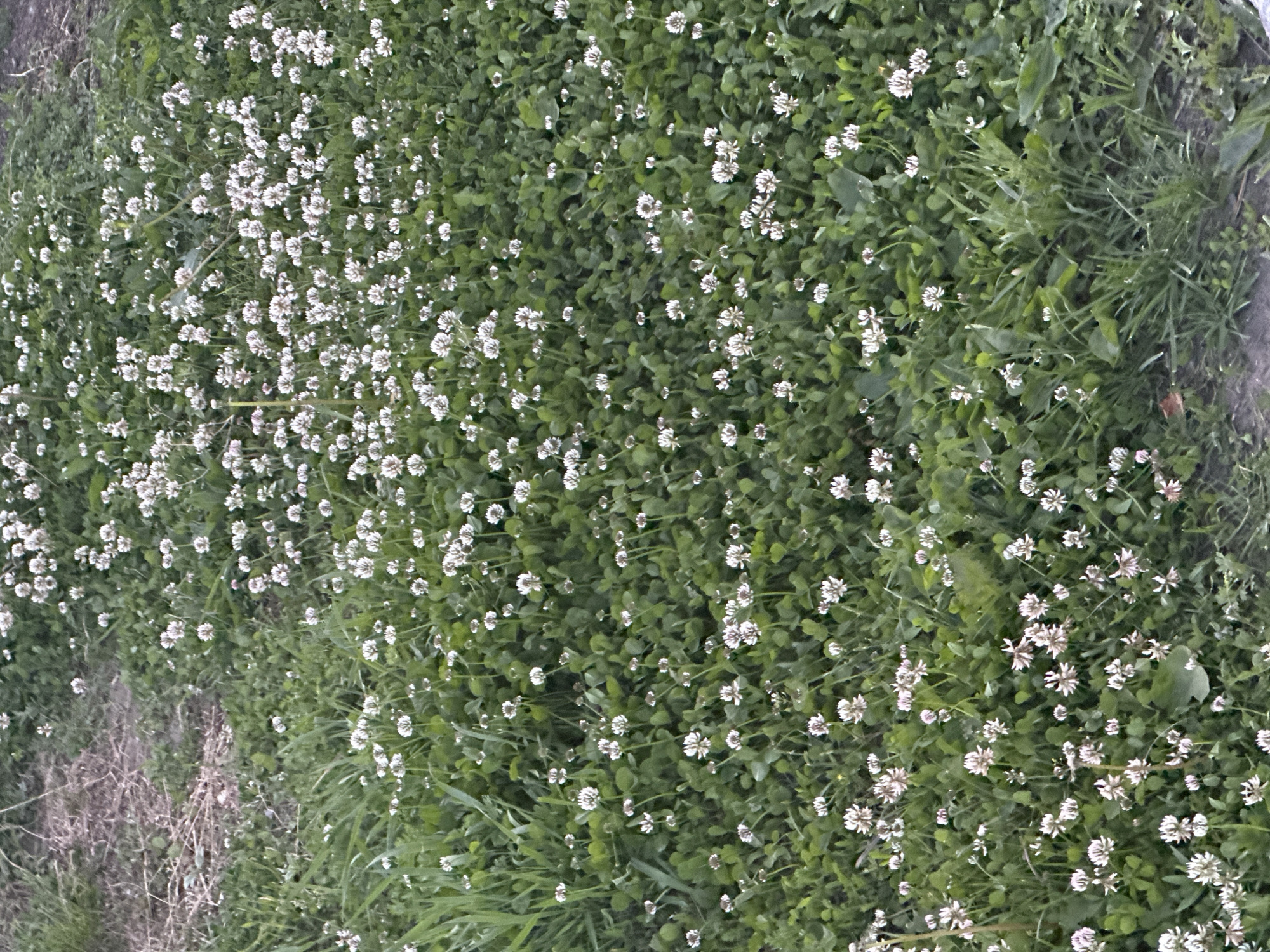 The image depicts a close-up view of a patch of white clover flowers and green foliage, likely in a park or grassy area. The clover heads are small and spherical, with many individual florets. The surrounding leaves are trifoliate, characteristic of clover. The background shows a mix of grass and bare soil, with some dry, straw-like material. There are no people or structures visible in the image, and no specific identifying landmarks are present to pinpoint a location within Khabarovsk, Russia. The lighting suggests it is daytime, possibly overcast given the lack of harsh shadows. The overall impression is a natural, uncultivated green space.