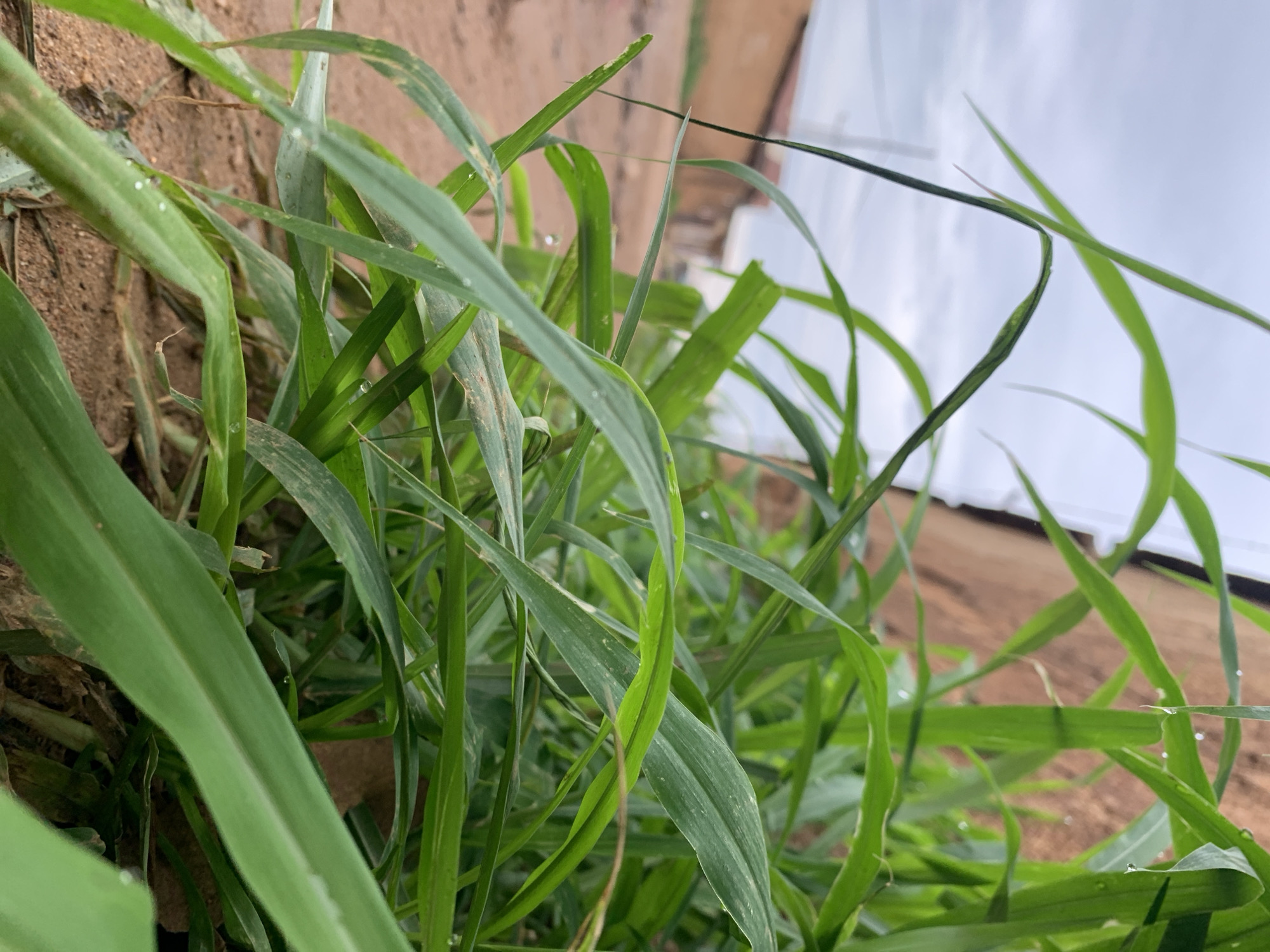 This image captures a low-angle perspective of thick green grass and broad-leafed weeds growing beside a dirt road in Rafin Par, Nigeria. The foreground is dominated by the vibrant green foliage, with numerous individual blades and leaves showing small, reflective water droplets, suggesting recent precipitation or dew. The ground in the lower-left corner is exposed, revealing reddish-brown soil.
In the blurred midground, a light brown dirt road extends into the distance on the left. To the right and further back along the road, several structures are visible, rendered indistinctly due to shallow depth of field. These buildings appear to be constructed from a reddish-brown material, possibly mud brick or painted concrete. One prominent reddish-brown wall is largely obscured by the dense grass on the right side of the frame.
The background consists of an overcast sky, appearing as a soft, muted grey-white, indicating diffused natural light. No individuals or animals are present in the scene.