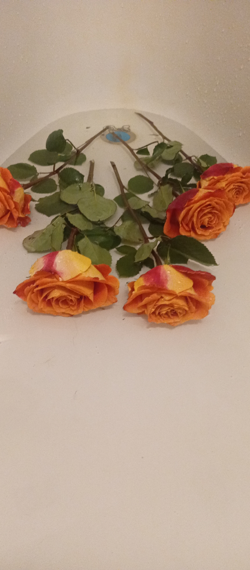 The image depicts six orange roses with green leaves arranged in a white bathtub. Some roses have red-tipped petals and appear to be wet. The bathroom drain is visible at the top of the image. The location is unspecified.