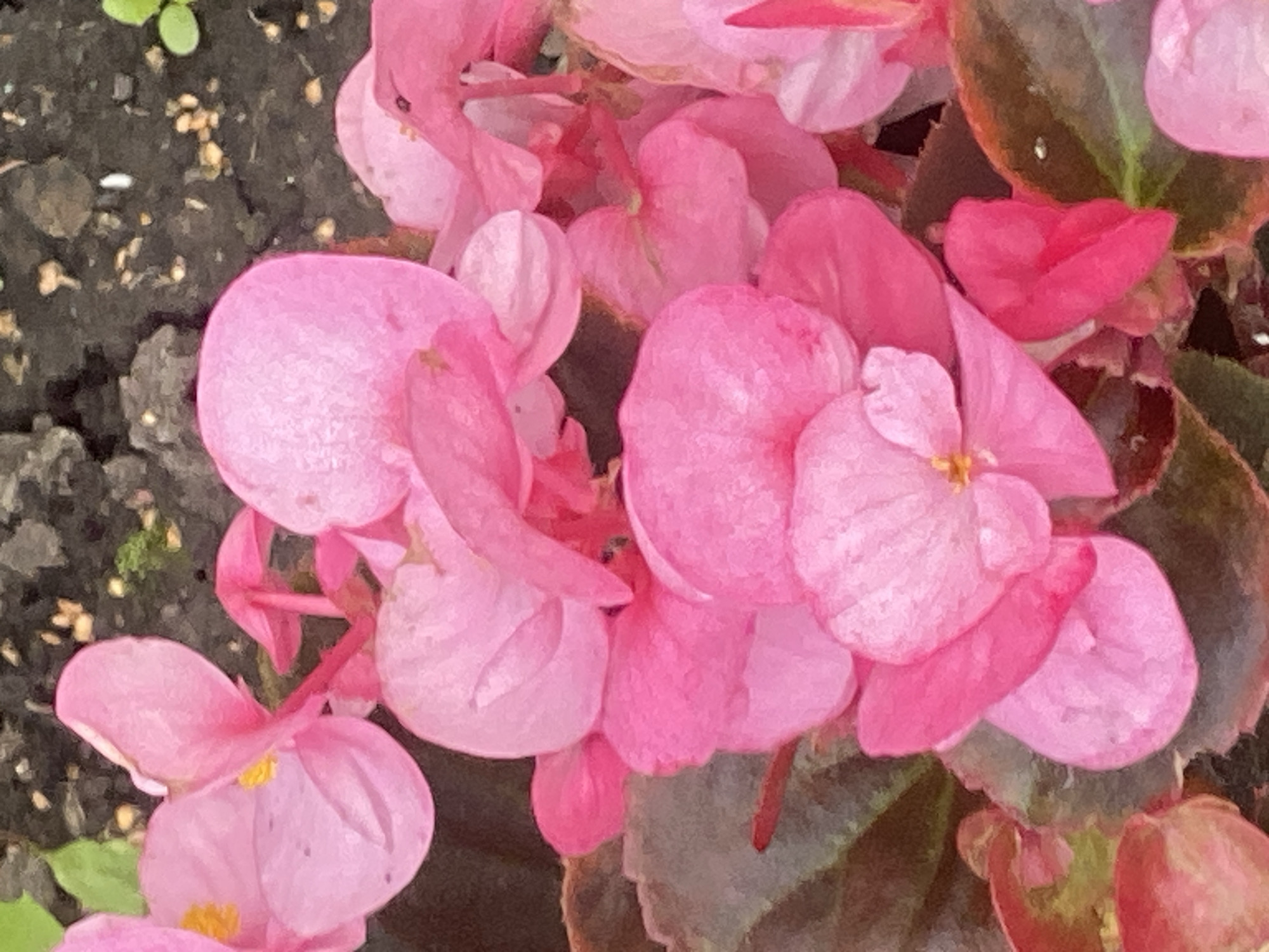 A close-up, vertical, outdoor photograph captures a cluster of vibrant pink begonia flowers. The flowers are the primary subject, with their petals in various stages of bloom, some fully open and others still forming. The petals are delicate and have a slightly ruffled texture. Scattered among the blossoms are the dark green, glossy leaves of the begonia plant, which provide a contrasting backdrop. The background is out of focus and appears to be dark soil, possibly with a few small pebbles or organic matter. The lighting suggests it is daytime, with a soft, diffused light illuminating the flowers. There are no people or animals visible in the image. The overall impression is one of natural beauty and the vibrant colors of a blooming garden.