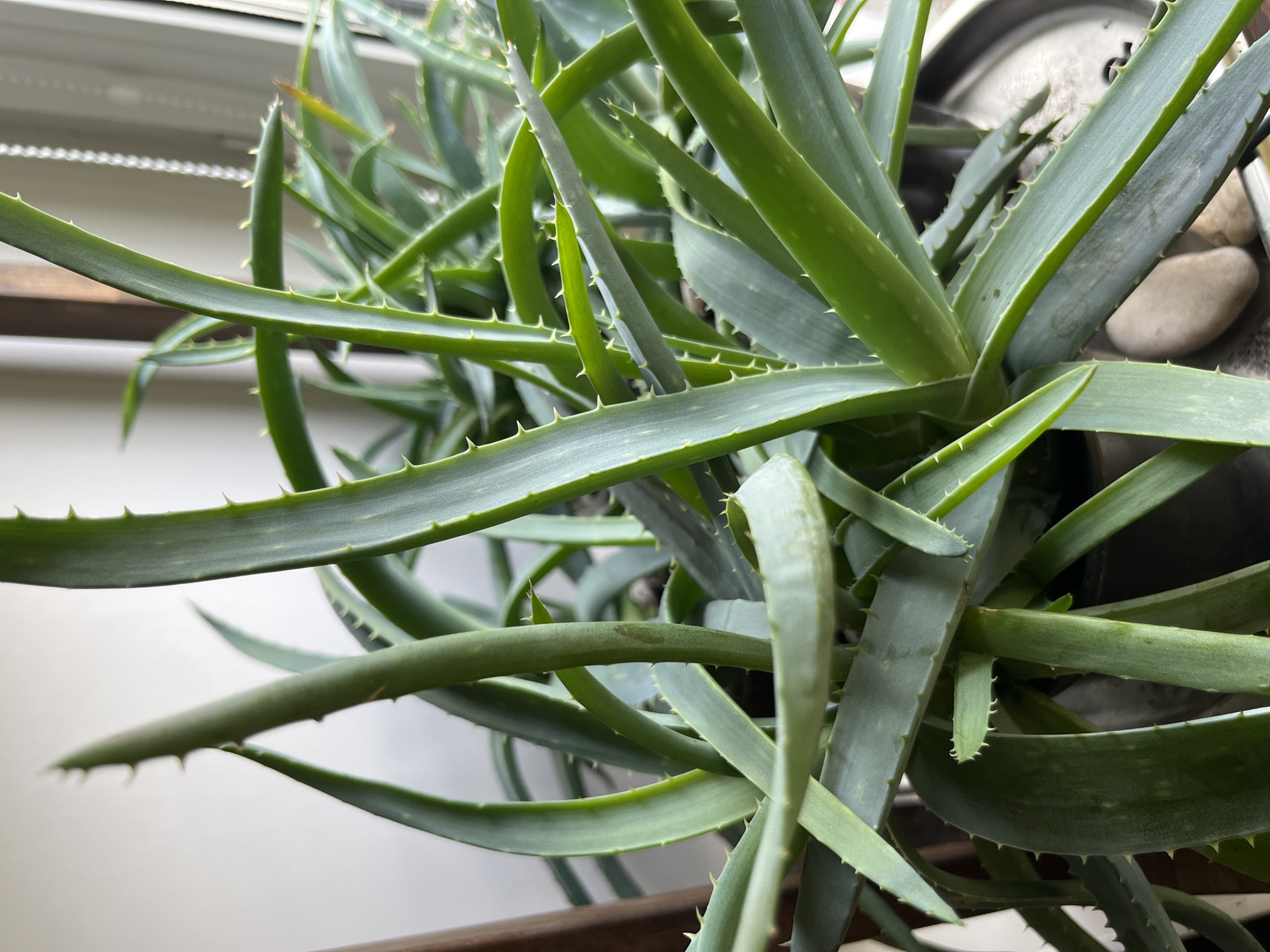 An indoor close-up shot focuses on a cluster of aloe vera plants, their long, spiky green leaves filling the frame. The lighting suggests a bright, natural light source, possibly from a nearby window, casting soft shadows and highlighting the waxy texture of the leaves. The background is softly blurred, revealing hints of a white wall and a window blind with a beaded cord. The image does not contain any people or explicit actions. The plants are potted, and a metal saucer with some smooth, light-colored stones is visible at the base of the pot. The overall impression is one of a well-lit, tranquil indoor plant display. There is no information in the image to suggest a location in Ivanteyevka, Russia.