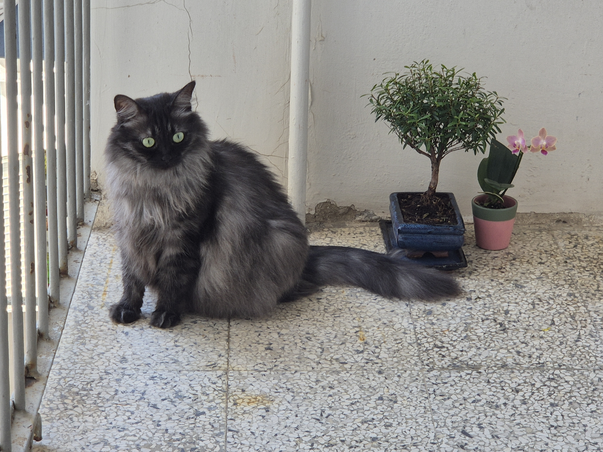 A fluffy, long-haired grey cat with bright green eyes sits on a tiled patio next to a small bonsai tree and a pink potted orchid with two light pink flowers. The cat is facing forward, with its tail curled to the right. Behind the cat and plants is a light-colored wall with some cracks and peeling paint. To the left of the cat are vertical metal railings, suggesting a balcony or outdoor walkway. The tiled floor is a mosaic of small grey and white stones. The scene appears to be outdoors, possibly on a balcony or patio in a residential building in Taranto, Italy, given the architectural style. The lighting suggests it is daytime.