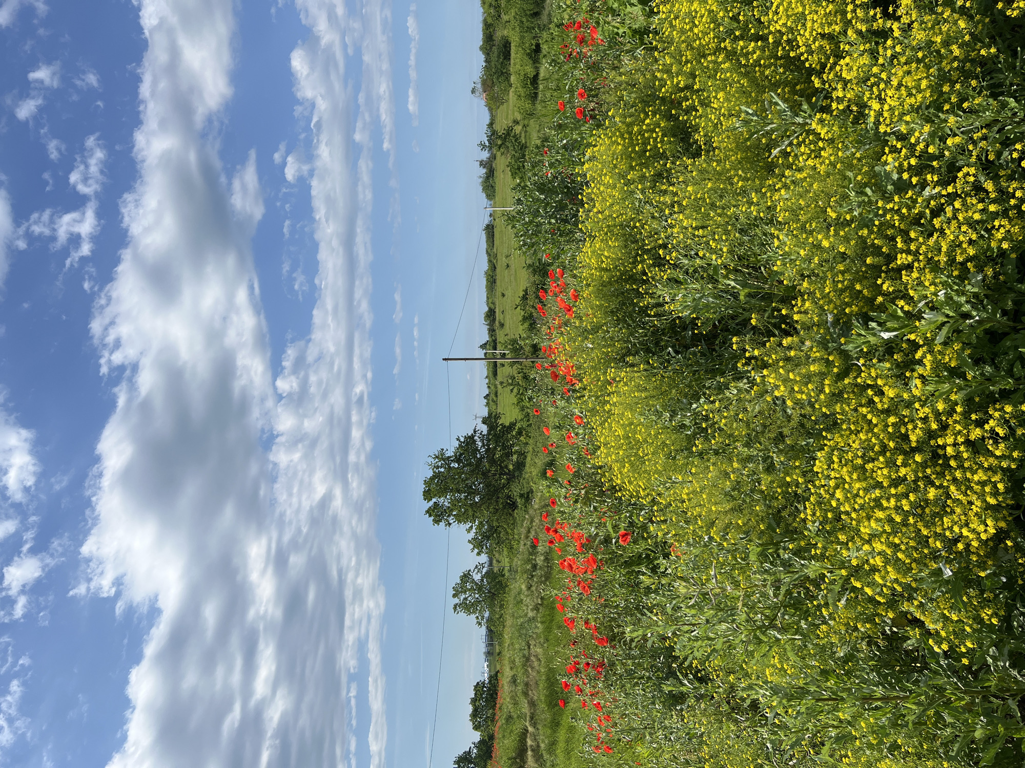A landscape shot shows a field in Tugurgoy, Russia, with a mixture of vibrant yellow flowers and red poppies. Green grass and foliage are interspersed among the flowers. In the background, trees and open grassy areas are visible. Above, the sky is blue with fluffy white clouds. A wooden utility pole stands in the distance, with power lines running across the scene. The image is rotated 90 degrees counterclockwise.