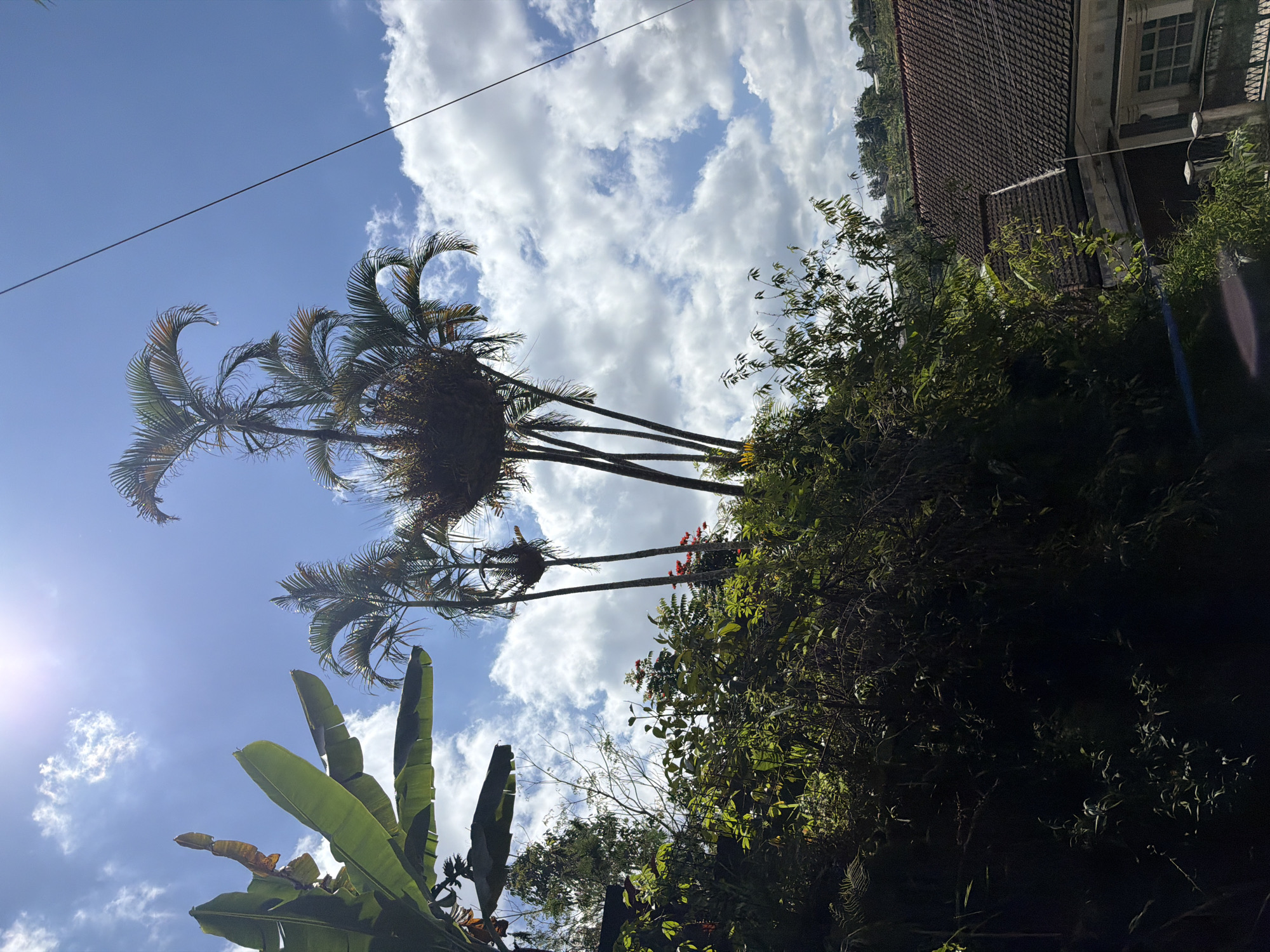 In Baturiti, Indonesia, a vibrant natural scene unfolds under a bright, cloudy sky. Lush green foliage, including large banana leaves and dense bushes, dominates the foreground. Towering palm trees, some with unusual growths near their crowns, reach towards the sky. In the background, a traditional tiled roof house with a white facade and decorative pillars is partially visible, nestled amidst the verdant landscape. Overhead, a telephone wire stretches across the frame, bisecting the clear blue sky dotted with fluffy white clouds. The sun's bright rays cast a warm glow on the scene, highlighting the textures of the leaves and the building.
