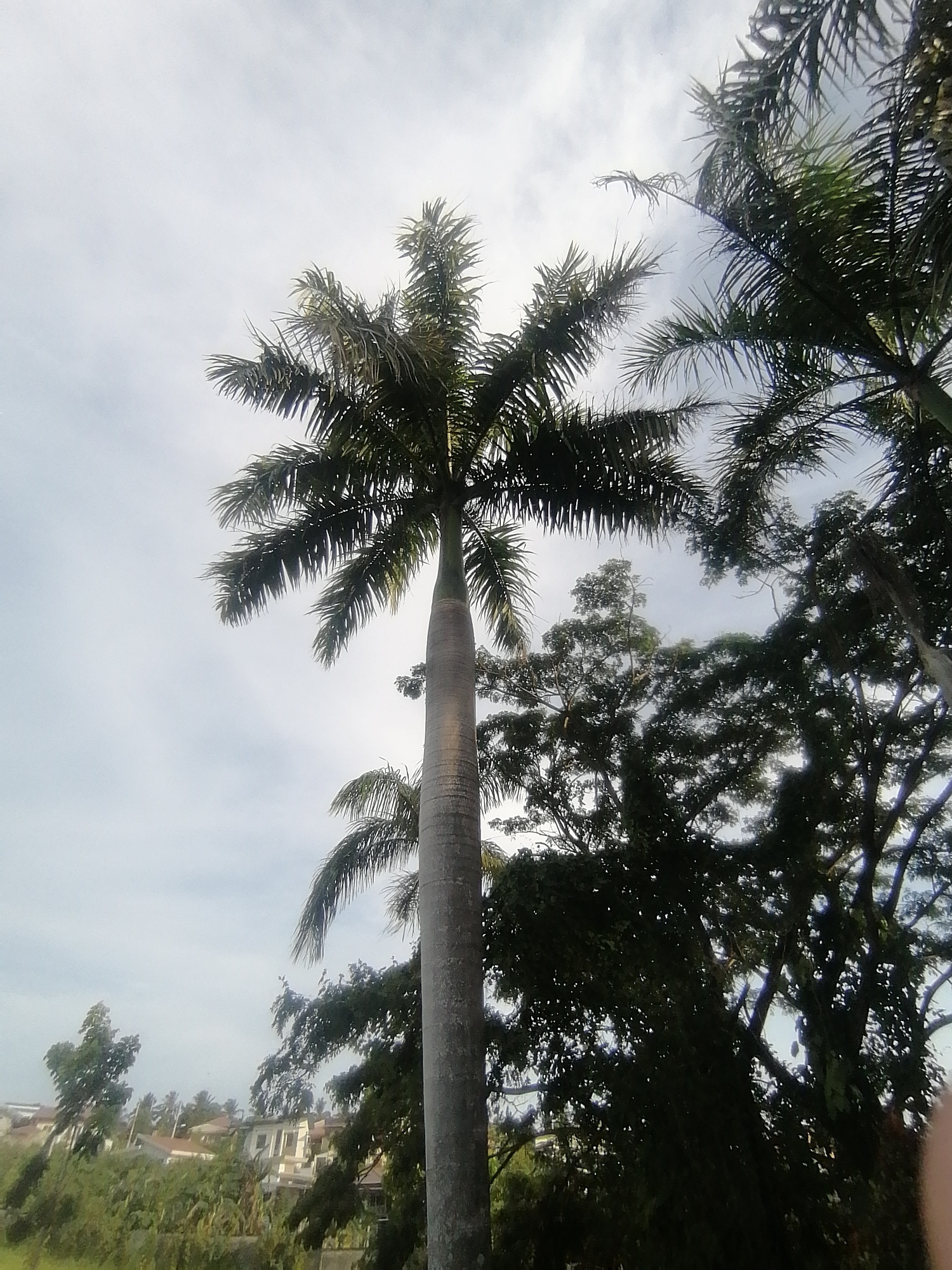 This upward-looking outdoor shot is dominated by lush tropical vegetation against a bright, overcast sky. A very tall, slender palm tree stands prominently in the center foreground, featuring a smooth, light-grey trunk that slightly broadens towards the unseen base. Its crown is composed of numerous dark green, pinnate fronds that fan out, appearing somewhat ruffled.
To the right of the central palm, a dense canopy of dark green broadleaf trees fills a significant portion of the midground, with intricate branches and foliage silhouetted against the sky. Additional palm fronds are visible on the far right and left edges of the frame, hinting at more trees beyond the immediate view.
The sky, covering most of the upper half of the image, is a uniform light-grey, indicating an overcast or heavily cloudy day, which diffuses the sunlight, creating soft lighting. No direct sun is visible.
In the distant left background, partially obscured by intervening green vegetation, several residential houses or buildings with reddish-brown roofs and light-colored walls are visible, suggesting a suburban or urban environment nestled within the verdant landscape.
No people are visible, and no specific activity is taking place. The scene conveys a tranquil, natural setting within a populated area, typical of Davao City, Philippines, during daytime under diffused light. There is no visible text.
