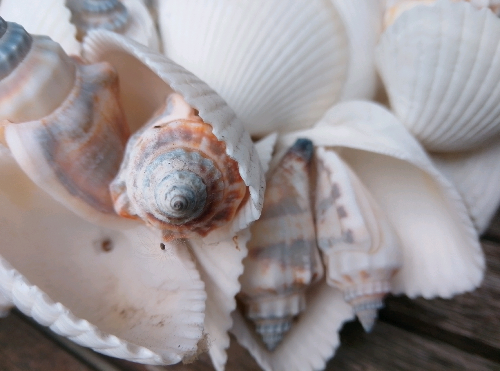 The image displays a close-up, overhead view of a collection of seashells, predominantly white and cream-colored with some featuring brown and grey spiral patterns. The shells are arranged in a soft focus, with the foreground shells appearing sharper than those in the background. The texture of the shells varies, with some showing smooth surfaces and others exhibiting ribbed or layered patterns. One prominent shell in the center has a tightly coiled spiral with distinct color bands. A small, dark object, possibly a seed or a tiny insect, is visible on the inner surface of a large, open shell in the lower left quadrant, with fine, wispy strands radiating from it. The background consists of blurred, dark brown wooden planks, suggesting the arrangement is placed on a surface like a table or deck. The lighting is soft and diffused, creating a gentle, natural ambiance. There are no people or any recognizable landmarks of the city of Wedel, Germany present in the image.