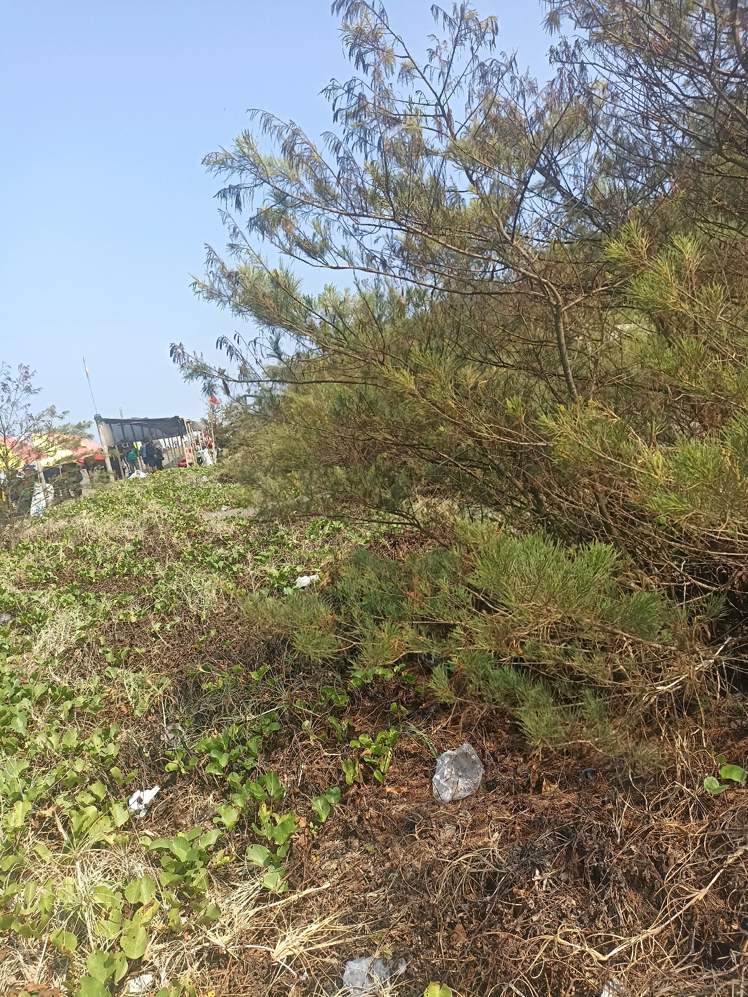 The image depicts a natural environment with some human presence. In the foreground, there is dense vegetation consisting of dry grass, low-lying green plants with heart-shaped leaves, and a large shrub with needle-like leaves that occupies the right side of the frame. Several pieces of litter, including a crumpled plastic bottle, are scattered on the ground. In the mid-ground, beyond the vegetation, a temporary structure resembling a stall or shelter is visible. Several individuals, appearing as silhouettes due to the lighting and distance, are gathered around or near this structure. The background shows a clear blue sky and possibly some distant foliage. The scene appears to be outdoors, likely in a coastal or park area. Without specific landmarks or context, it is impossible to definitively place this image within the city of Kenoyajaya, Indonesia.
