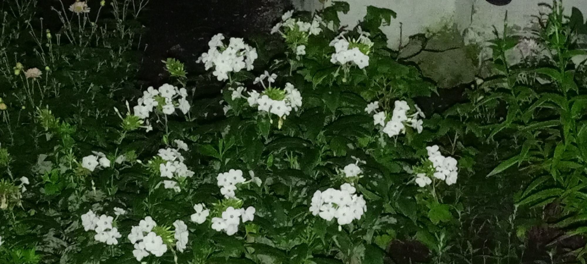 This is a nighttime, medium-shot photograph of white flowers and dark green foliage. The flowers are small and clustered together in inflorescences, with some individual petals visible. The foliage is dense and appears to be a variety of leafy green plants, some with thin, reedy stems. The background is dark and indistinct, suggesting a natural or garden setting. There are no people or discernable man-made objects in the frame. The image does not provide any information about the location in the city of Kirsanov, Russia.