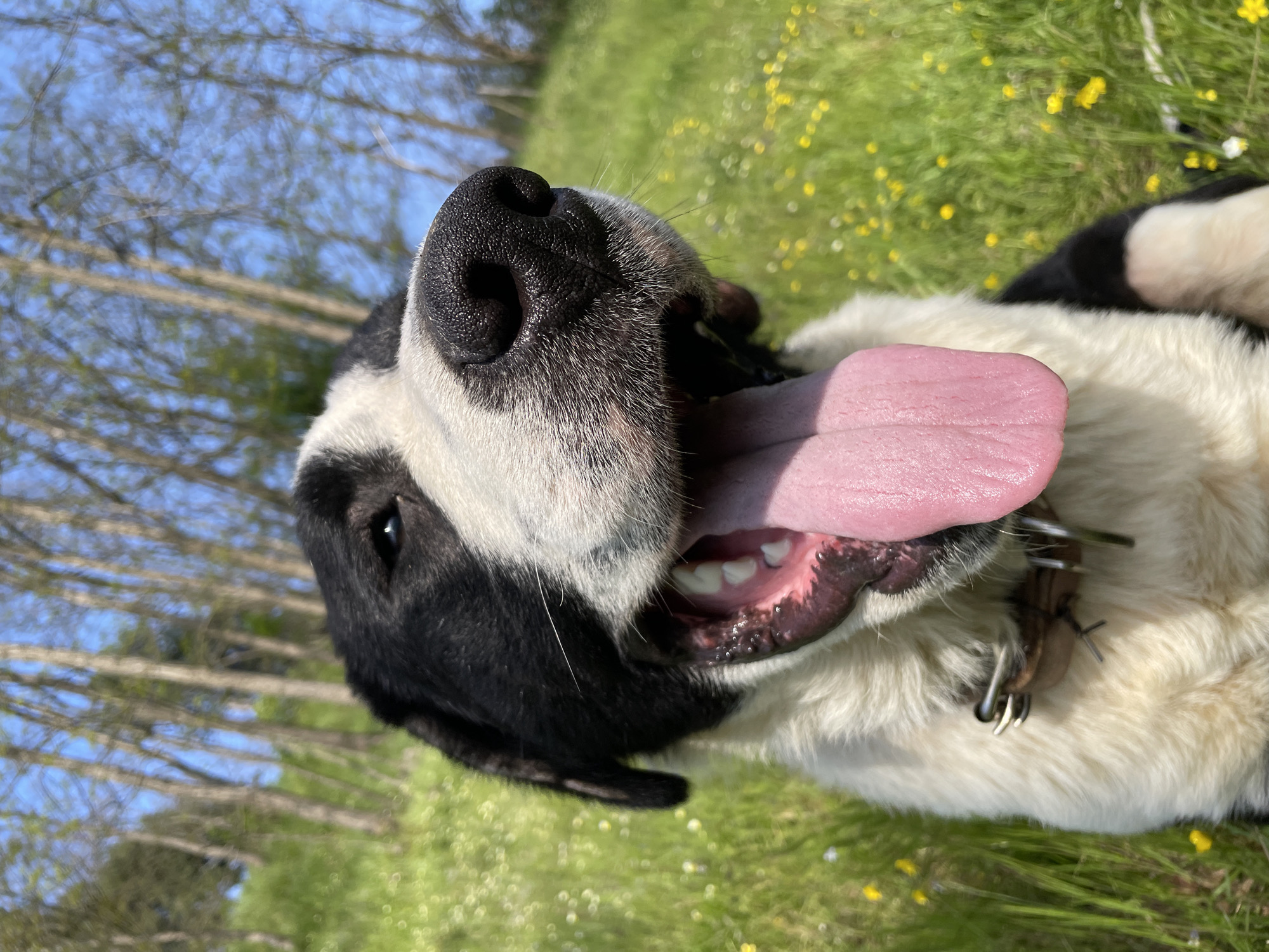 A dog lies on its back in a grassy field on a sunny day. The dog is black and white with its mouth open and tongue hanging out. The dog is wearing a brown leather collar with metal hardware. Yellow flowers are scattered throughout the green grass. Trees are visible in the background against a blue sky. The location is not identifiable as Zlatograd, Bulgaria, from the image alone.