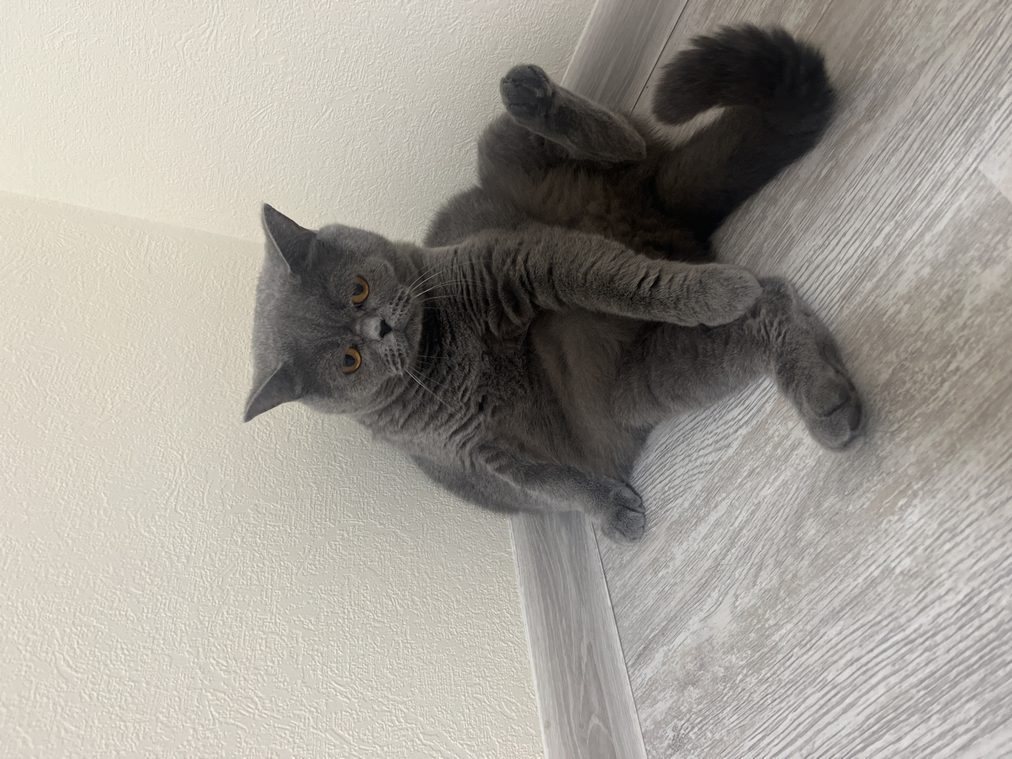 A British Shorthair cat with grey fur and yellow eyes is sitting on a light-colored wooden floor in the corner of a room. The walls are white and textured. The cat is in a relaxed, almost lounging pose, with its front paws on the floor and its hind legs extended to the side. Its tail is curled up behind it. The scene appears to be indoors, in a domestic setting. There is no indication of the city of Saint Petersburg, Russia, or any specific urban location.