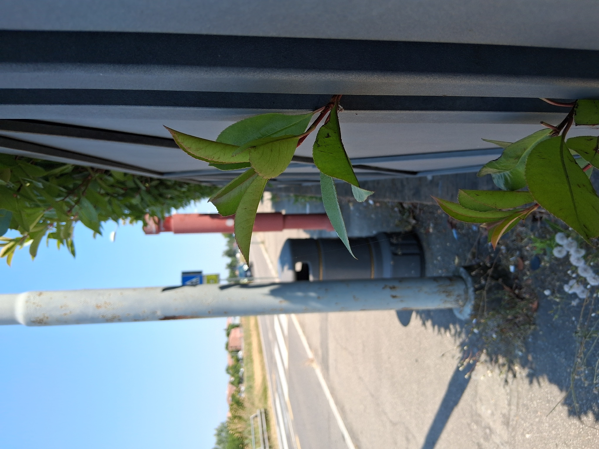 A close-up, overhead shot shows green leaves hanging from a branch against a dark, ribbed surface. The leaves are varied in shape and size, with some appearing smoother and others more textured. The branch is thin and reddish-brown. Below the leaves, a grey metal pole with rust spots runs horizontally across the frame. In the background, out of focus, is a light blue sky and a hint of a road with white lines. There are also glimpses of distant buildings and trees, suggesting an outdoor, possibly urban or suburban, setting. A red cylindrical object and a dark grey cylindrical object are also visible in the mid-ground. The lighting suggests it is daytime, with bright sunlight.