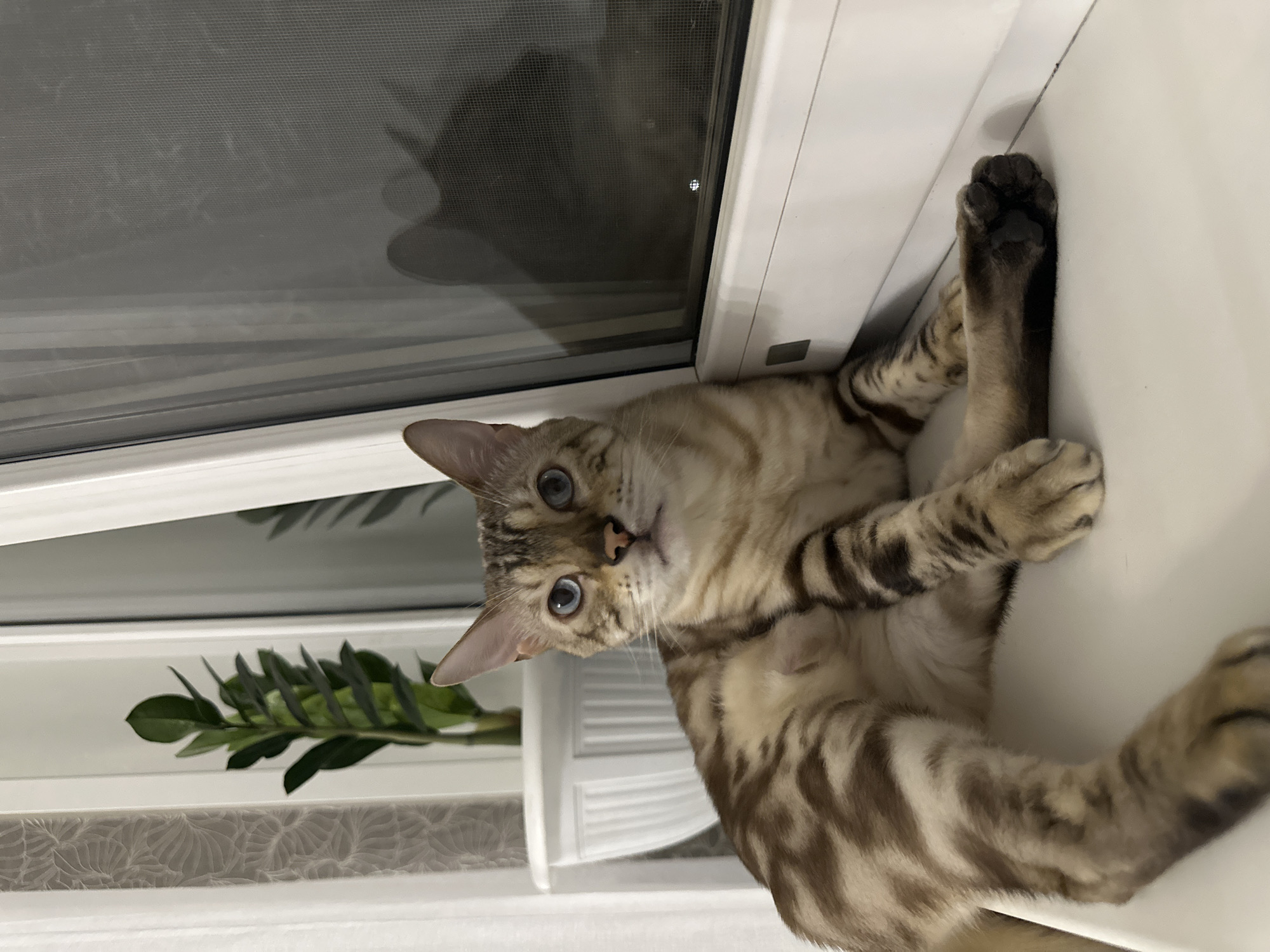 A Bengal cat with blue eyes and spotted brown fur lies on a white windowsill. Behind the cat, a green plant in a white pot is visible, along with sheer white curtains. To the right, a window with a screen shows a dark reflection of another cat, suggesting the presence of a second feline, possibly indoors, or a reflection from outside. The overall scene appears to be an indoor setting, likely a residential apartment or house, with the window offering a view of the outside. The city of Energetik, Russia, is mentioned as the location.