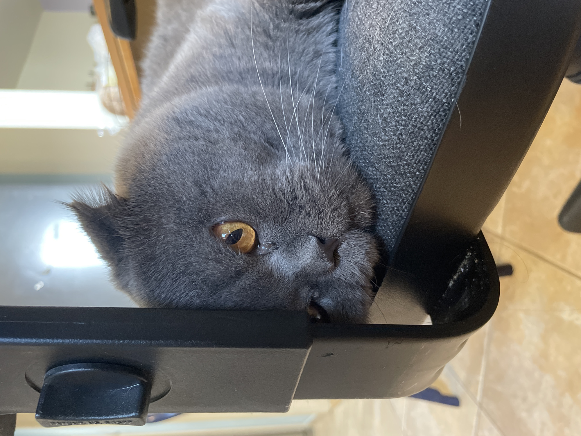 A gray cat with amber eyes is resting its head on the armrest of a dark gray office chair. The cat's head is positioned upside down. The background includes a light-colored wall and a tiled floor. The location is Unknown, Unknown.