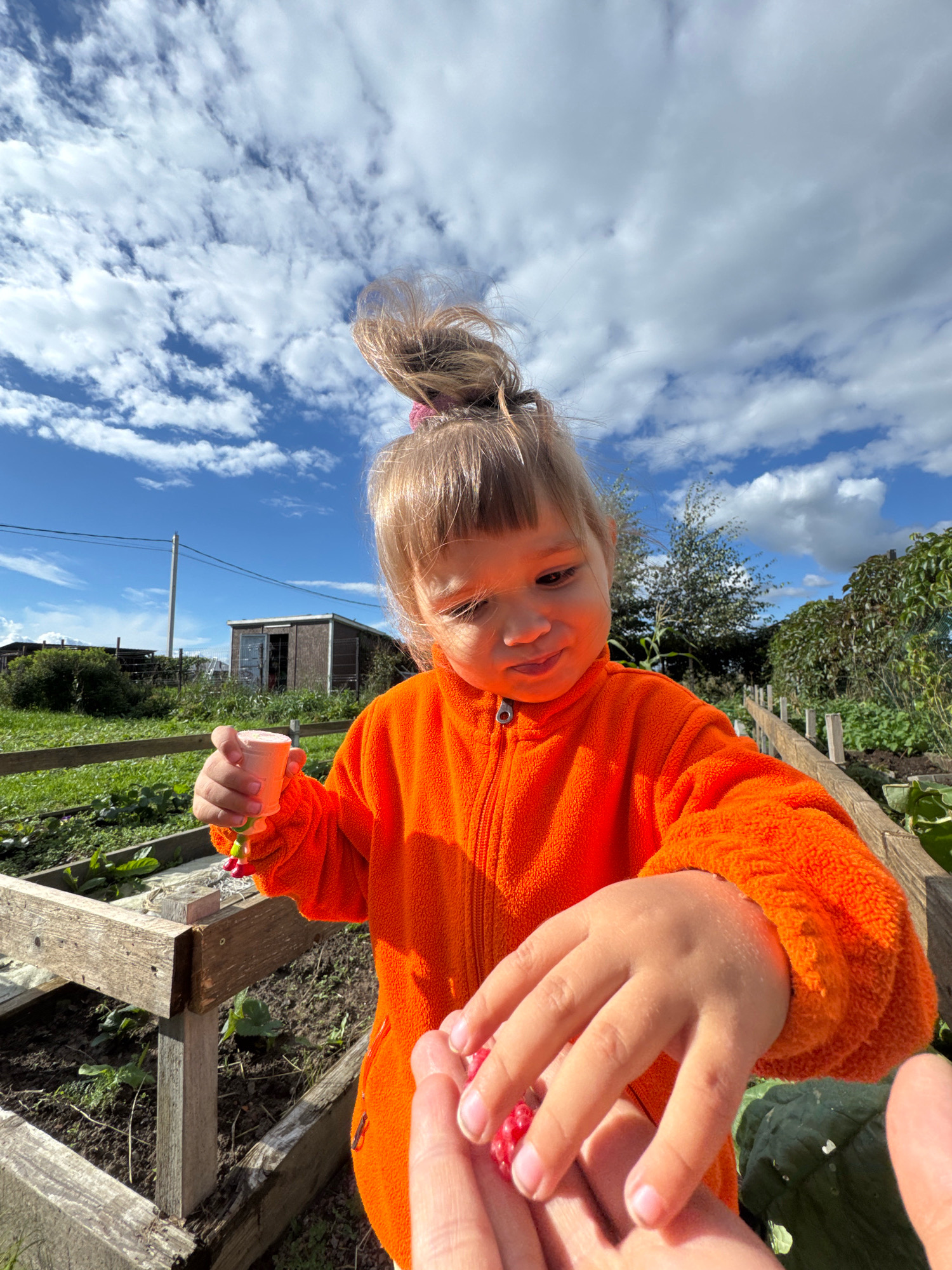 A young girl with blonde hair pulled into a messy bun, wearing an orange fleece jacket, is shown from a low angle, looking down at her hands. She is outdoors in what appears to be a garden or farm setting, possibly in Kempelevo, Russia, given the presence of a small wooden shed and vegetable beds in the background under a partly cloudy blue sky. The girl holds a small pink toy in her right hand and is reaching for a red berry, possibly a raspberry, with her left hand, which is being offered by an adult whose finger is visible in the lower right corner. The focus is on the girl and her interaction with the berry, with the environment slightly blurred.