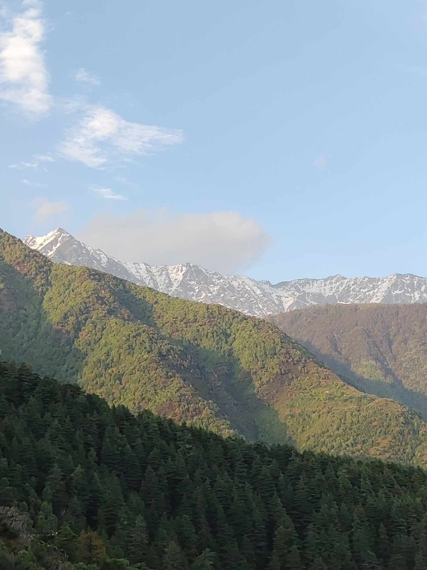The image depicts a mountain landscape in Dharamkot, India. Dense green coniferous forests cover the lower slopes, transitioning to deciduous trees with lighter green foliage further up. Higher still, the mountain peaks are capped with snow. A light blue sky with scattered white clouds provides the backdrop.