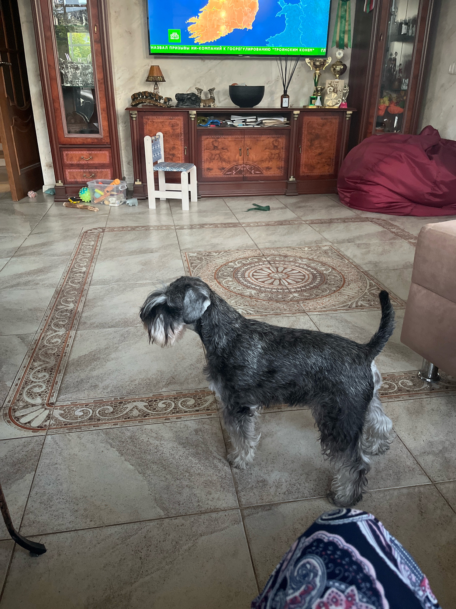 In a dimly lit room, likely a living room in a home in Vladimirovka, Russia, a medium-sized Schnauzer with salt and pepper fur stands on a tiled floor. The dog is facing left, with its head turned slightly, looking away from the camera. Its tail is held erect. In the background, a large, dark wood cabinet with glass doors stands to the left, filled with various objects. A television screen mounted on the wall above a wooden credenza displays a weather map. The credenza holds decorative items, including trophies and a lamp. To the right, a large, burgundy beanbag chair is visible. The floor is covered in beige tiles with an ornate patterned border. A small white chair with a patterned seat is positioned in front of the credenza. Several toys are scattered on the floor near the left cabinet. A person's legs, clad in patterned leggings, are visible in the foreground. The overall impression is of a lived-in domestic space.