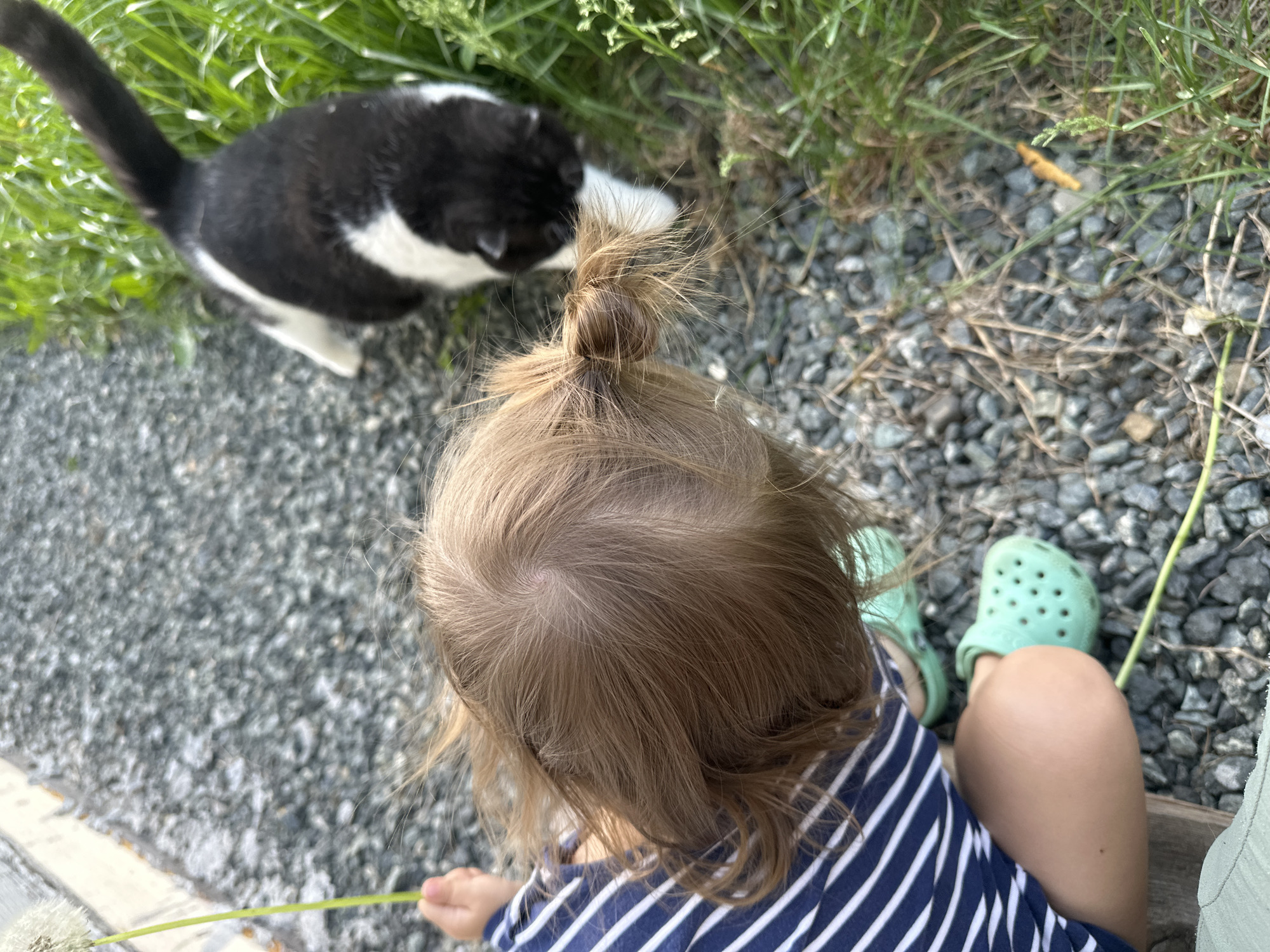 A high-angle shot shows a toddler from the back, seated on a gray surface, likely gravel. The child has light brown hair in a small bun on top. They wear a navy blue and white striped shirt and mint green Crocs. A black and white cat stands to the left, near grass. A dandelion is in the child's hand. The location is not identified in the image and should not be inferred.
